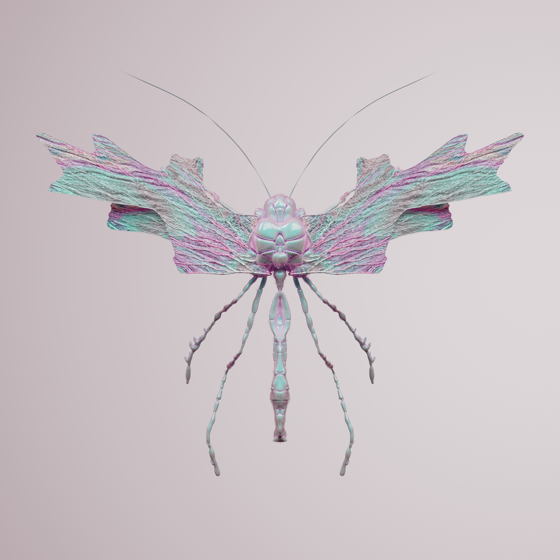 Anisopteravivida punctyanus