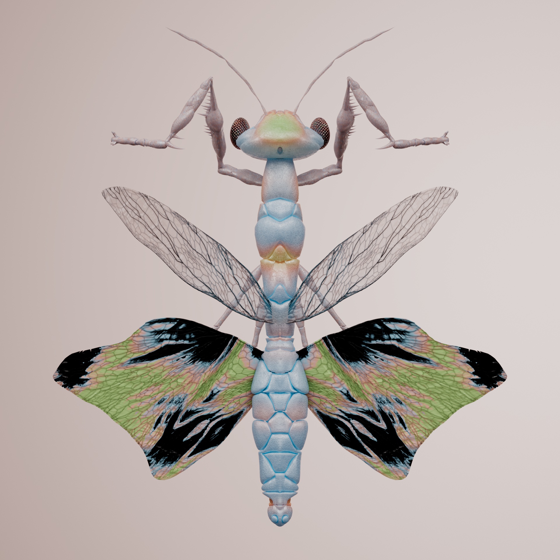 Mantodeaerta oedipaspis