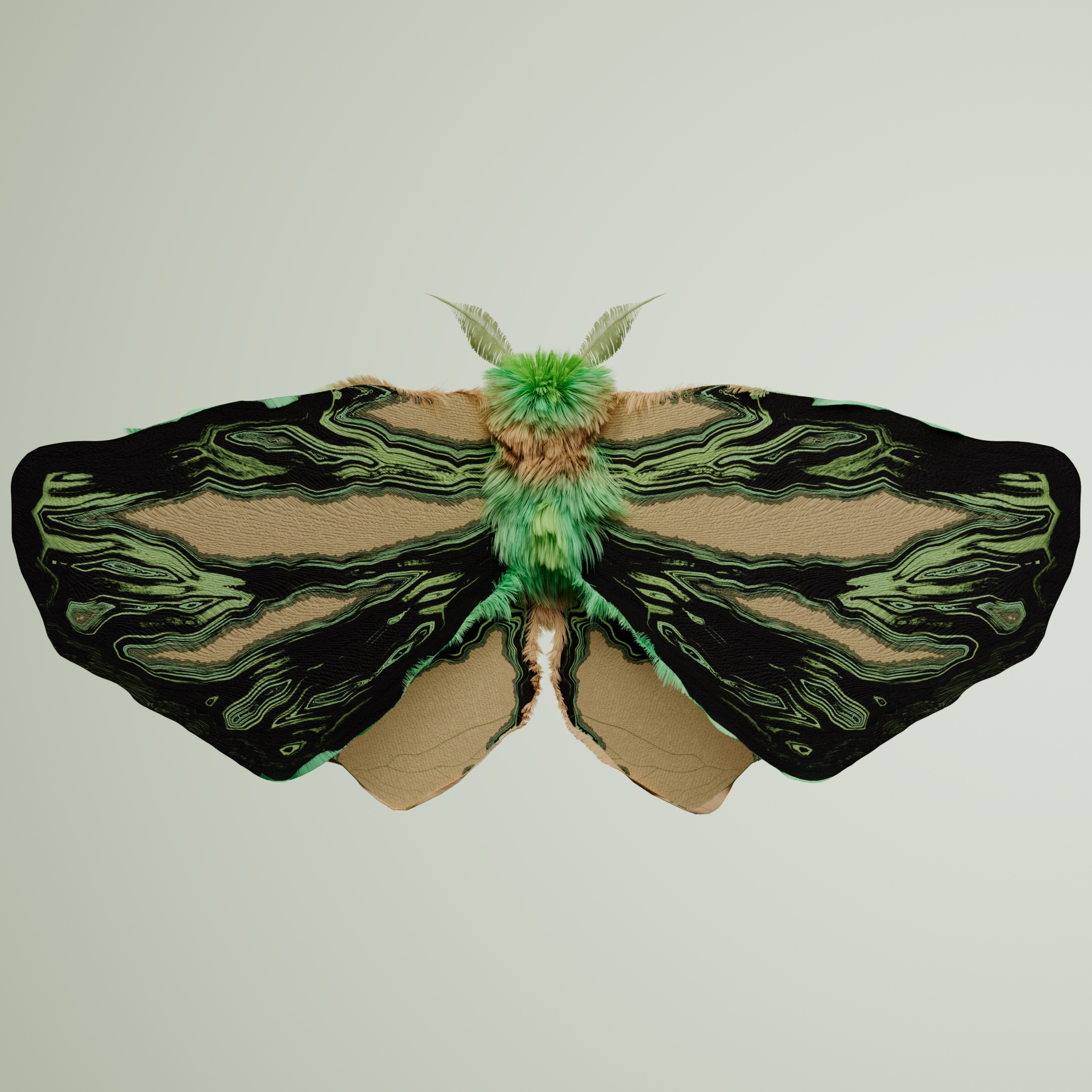 Lepidopteraelphis dugiscus