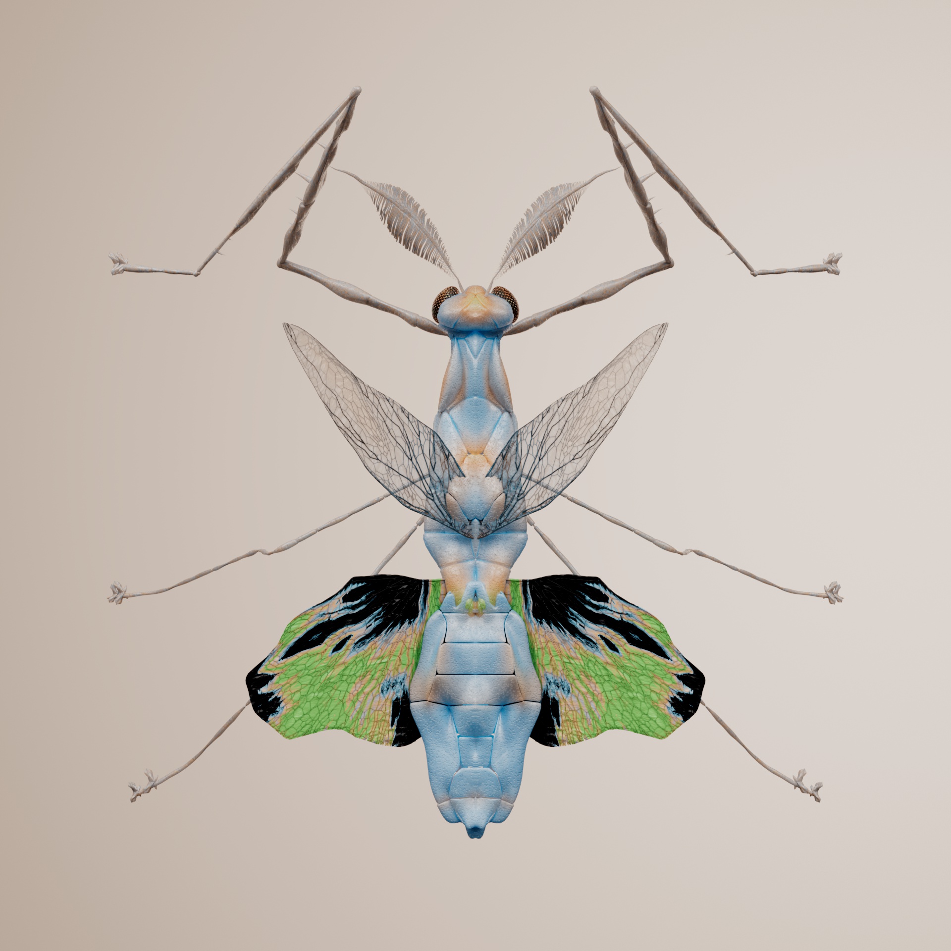 Mantodeapinguis scandandus