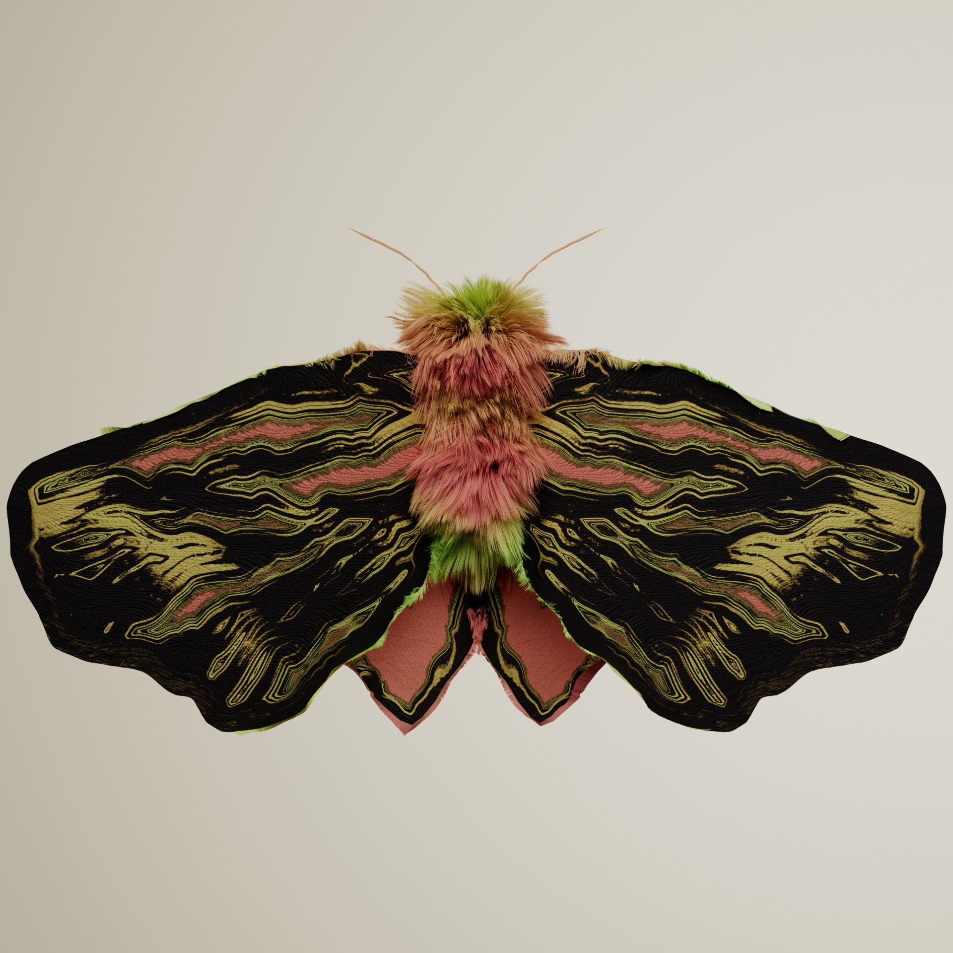 Lepidopteraoptera dorsodes