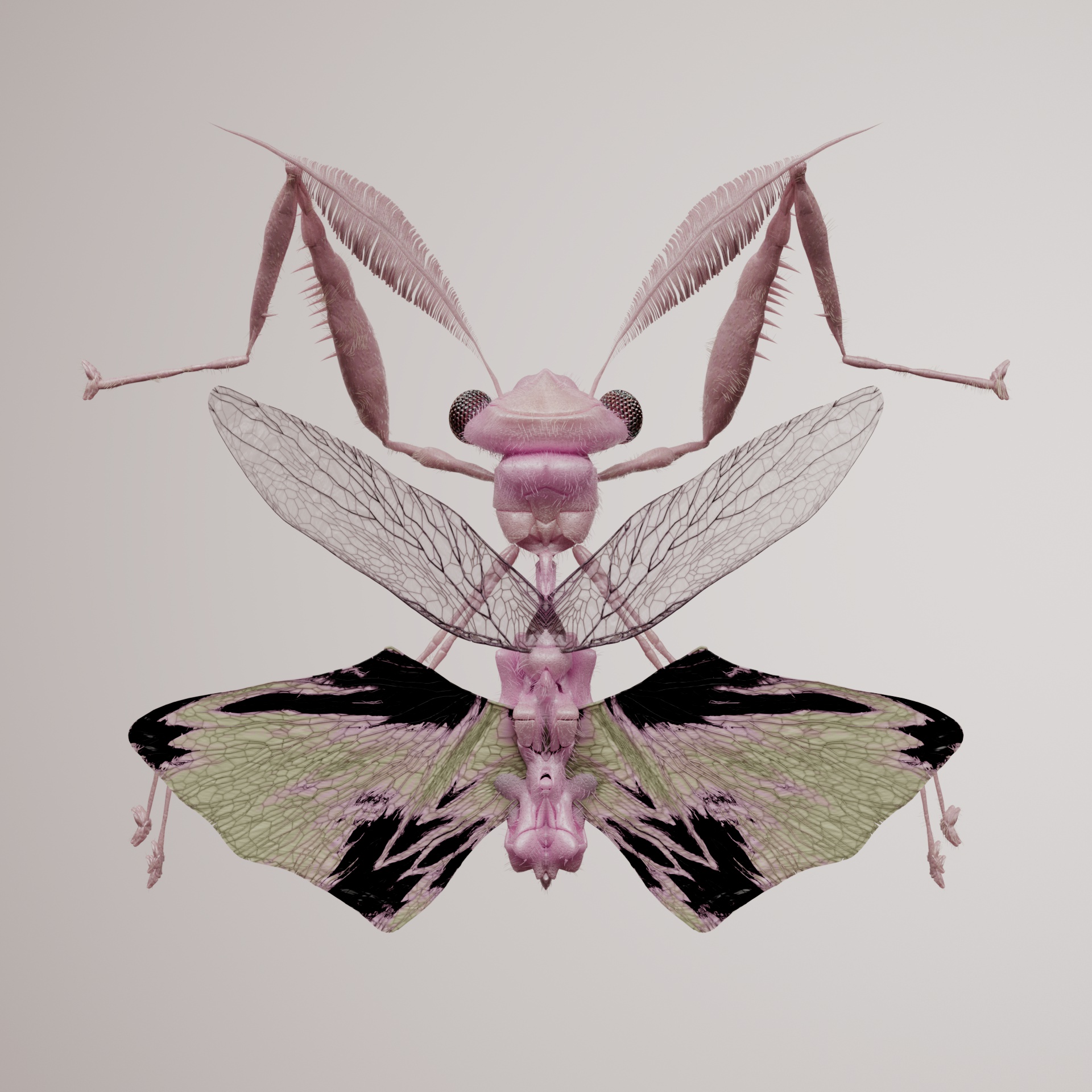 Mantodeacerritulus rosacal