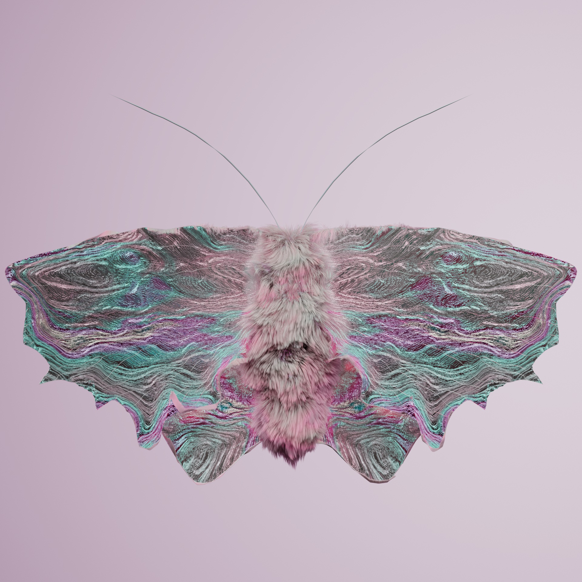 Lepidopteravivida rupicianus