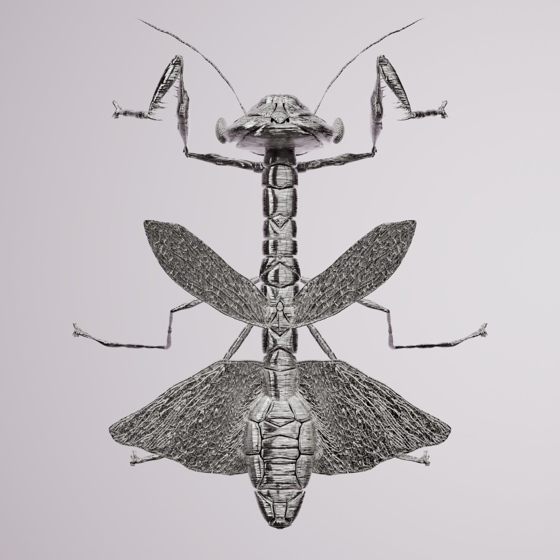 Mantodeasuperbus sondaum