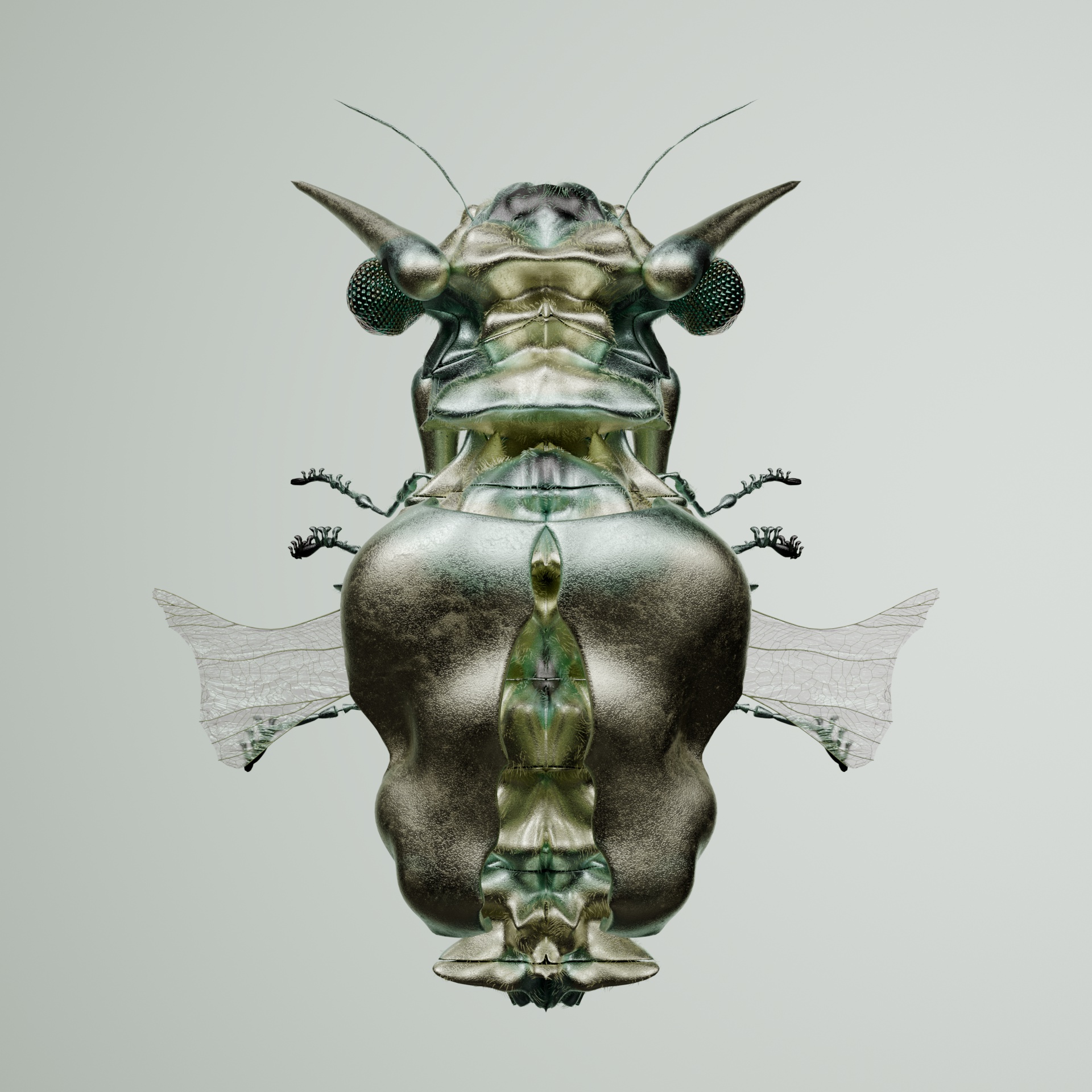 Coleopterasuperbus indea