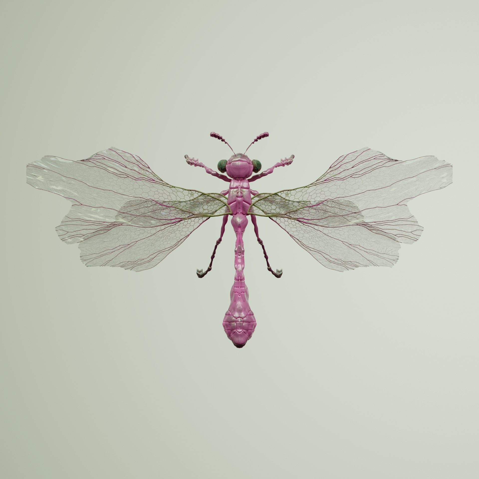 Anisopterapinguis fascicalus
