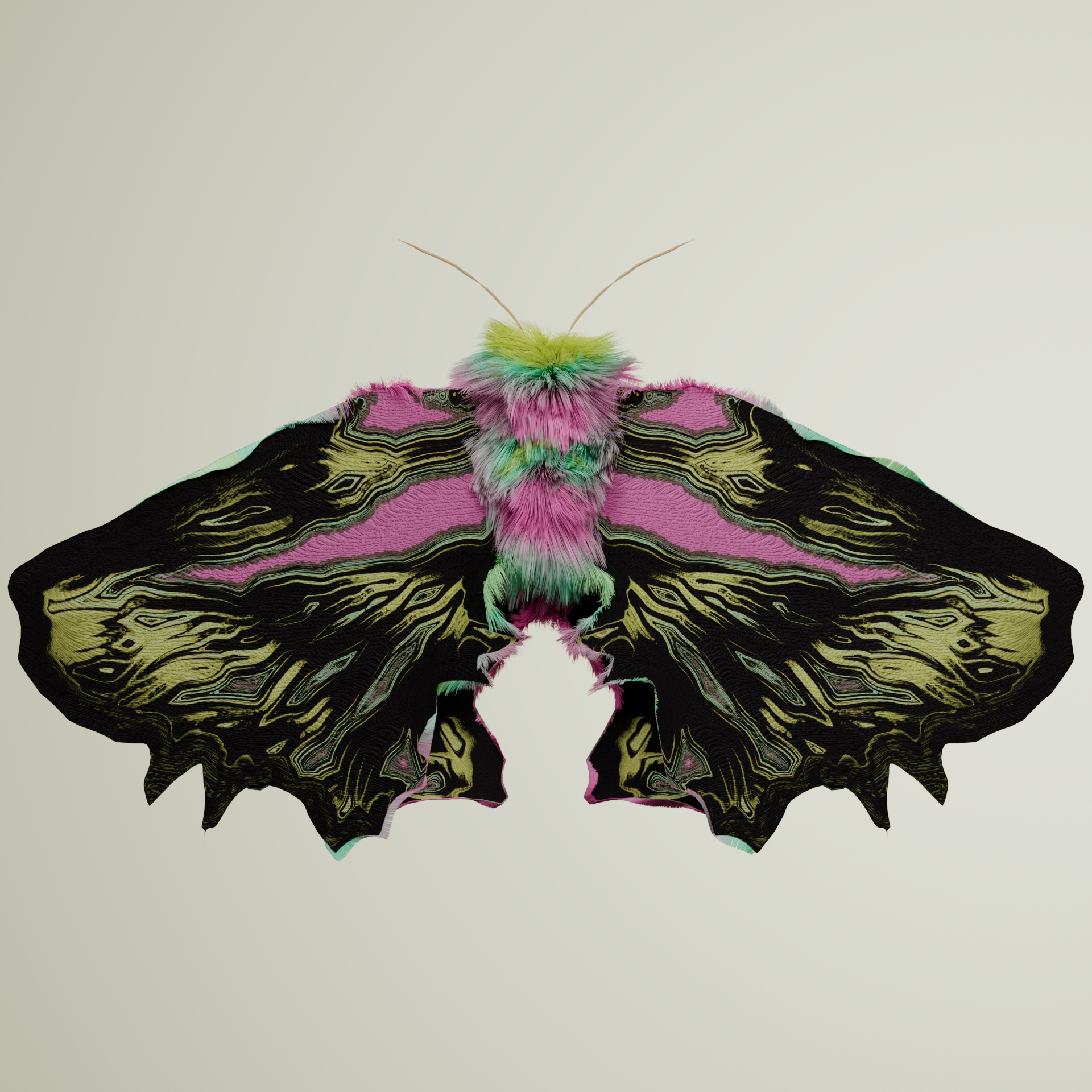 Lepidopterauarius orneus
