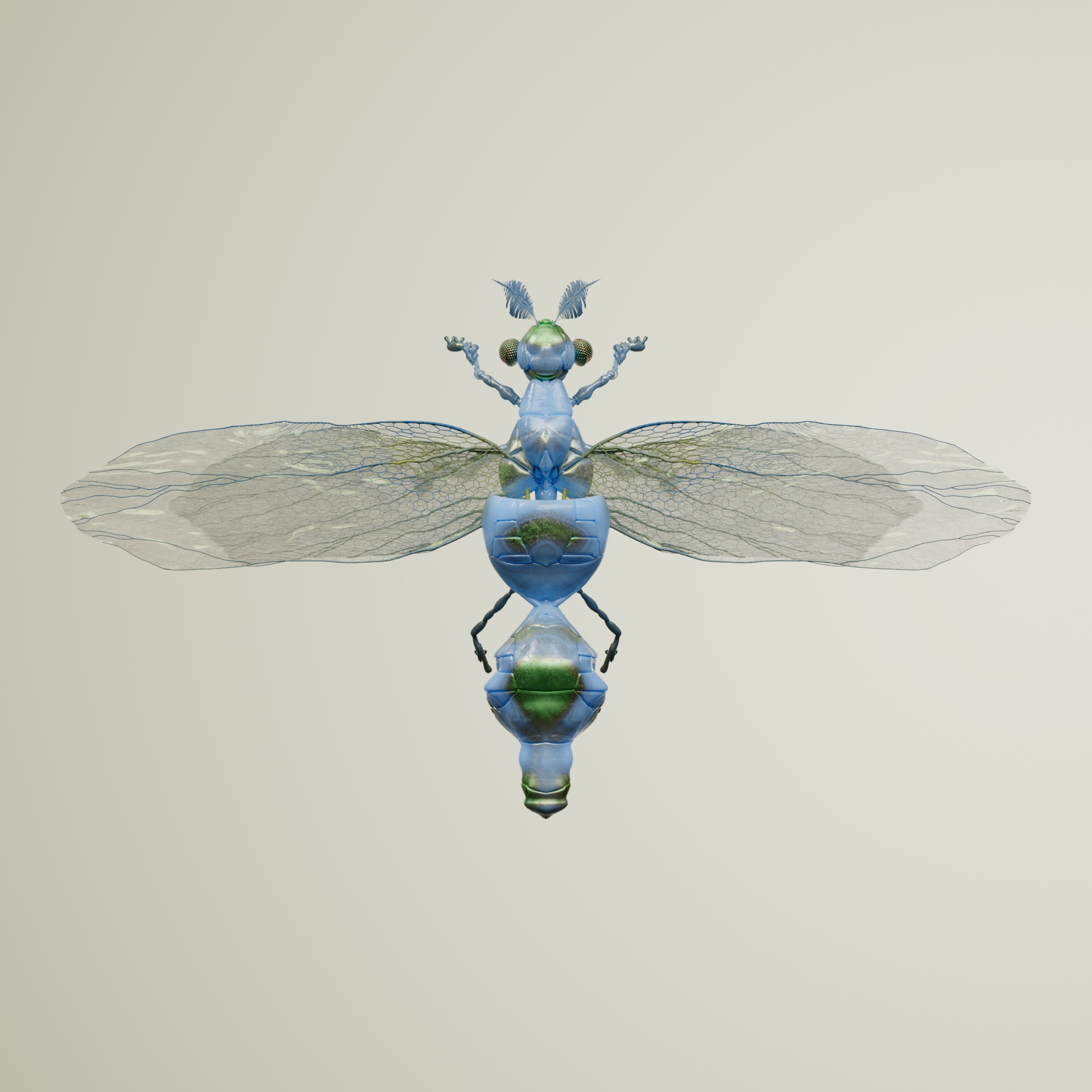 Anisopteracerritulus lumiens