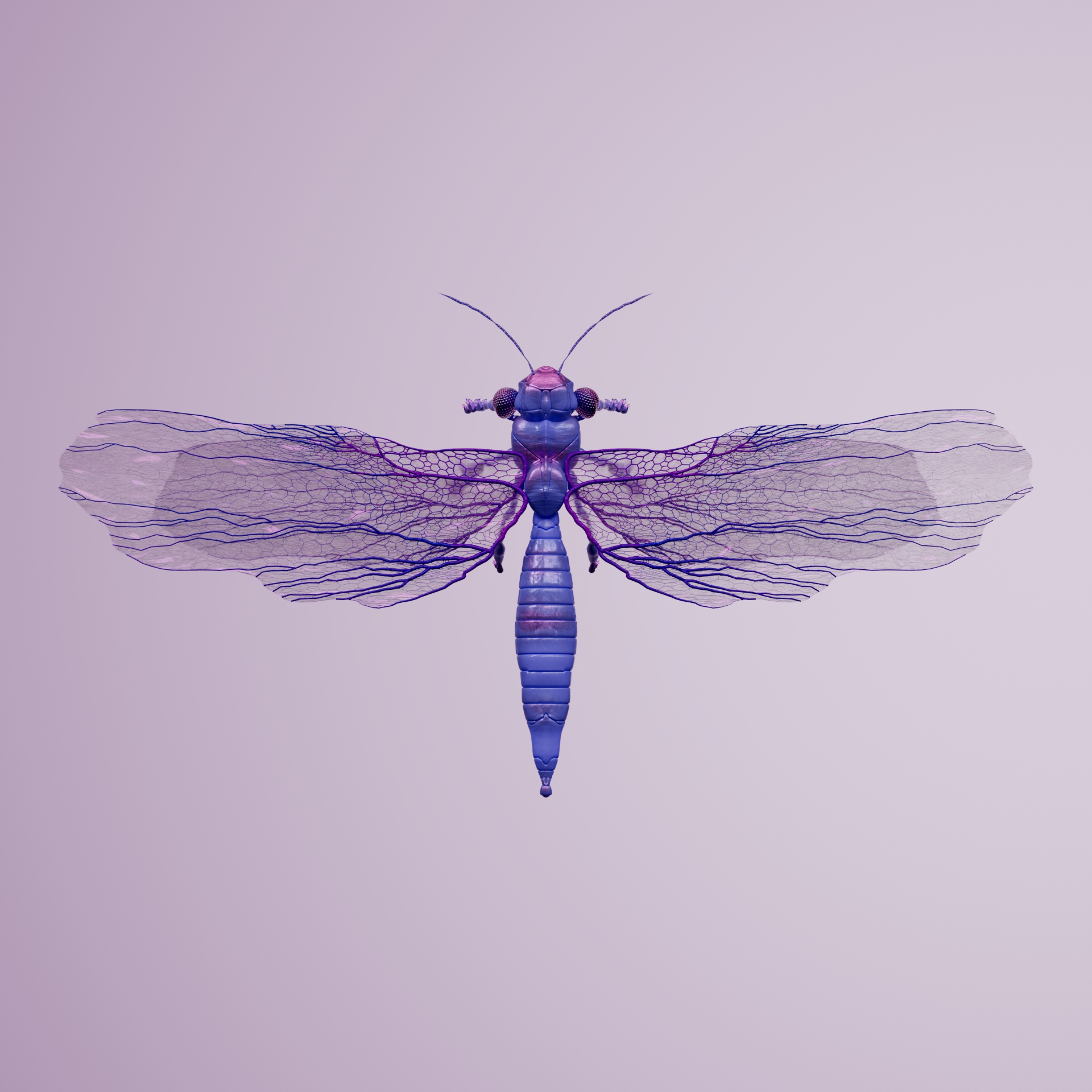 Anisopteraynnis gorensis