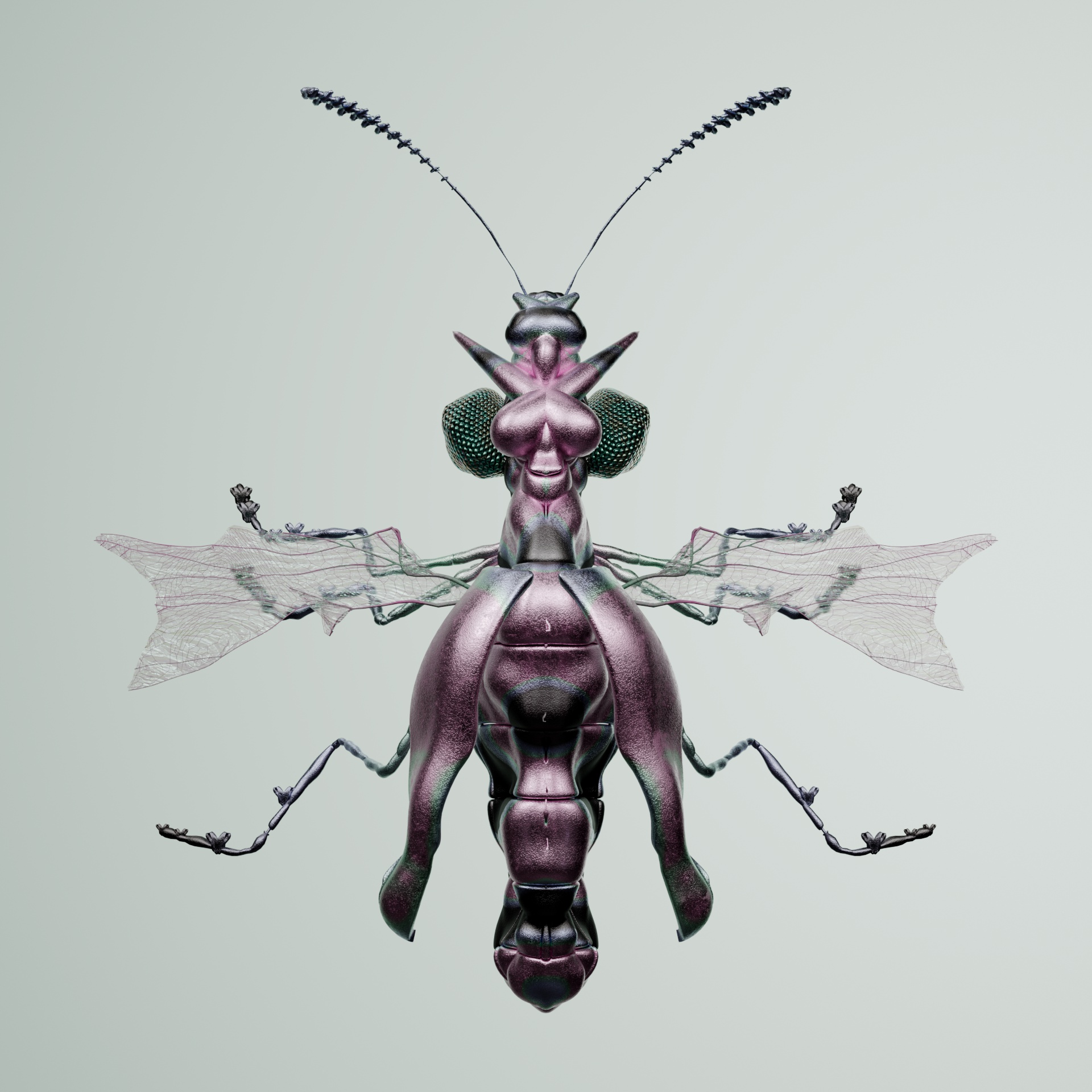 Coleopteraproceritas fulgos