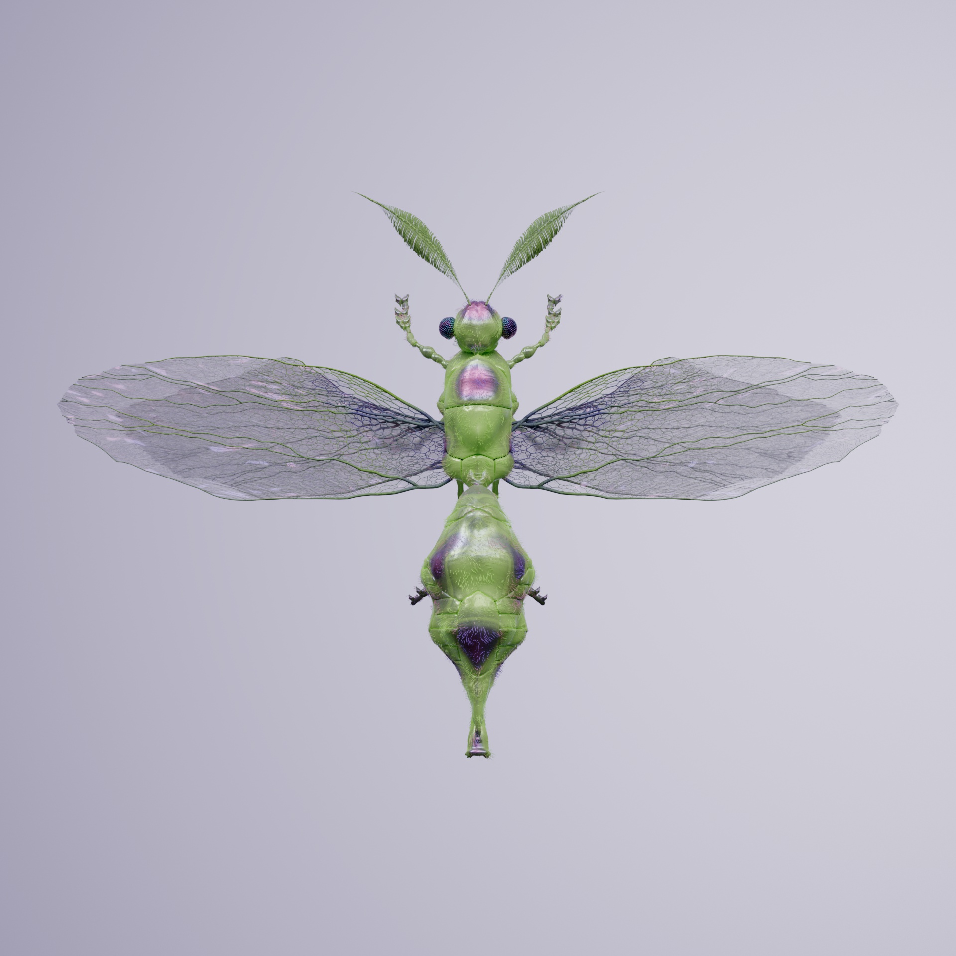 Anisopteraelus laevereri
