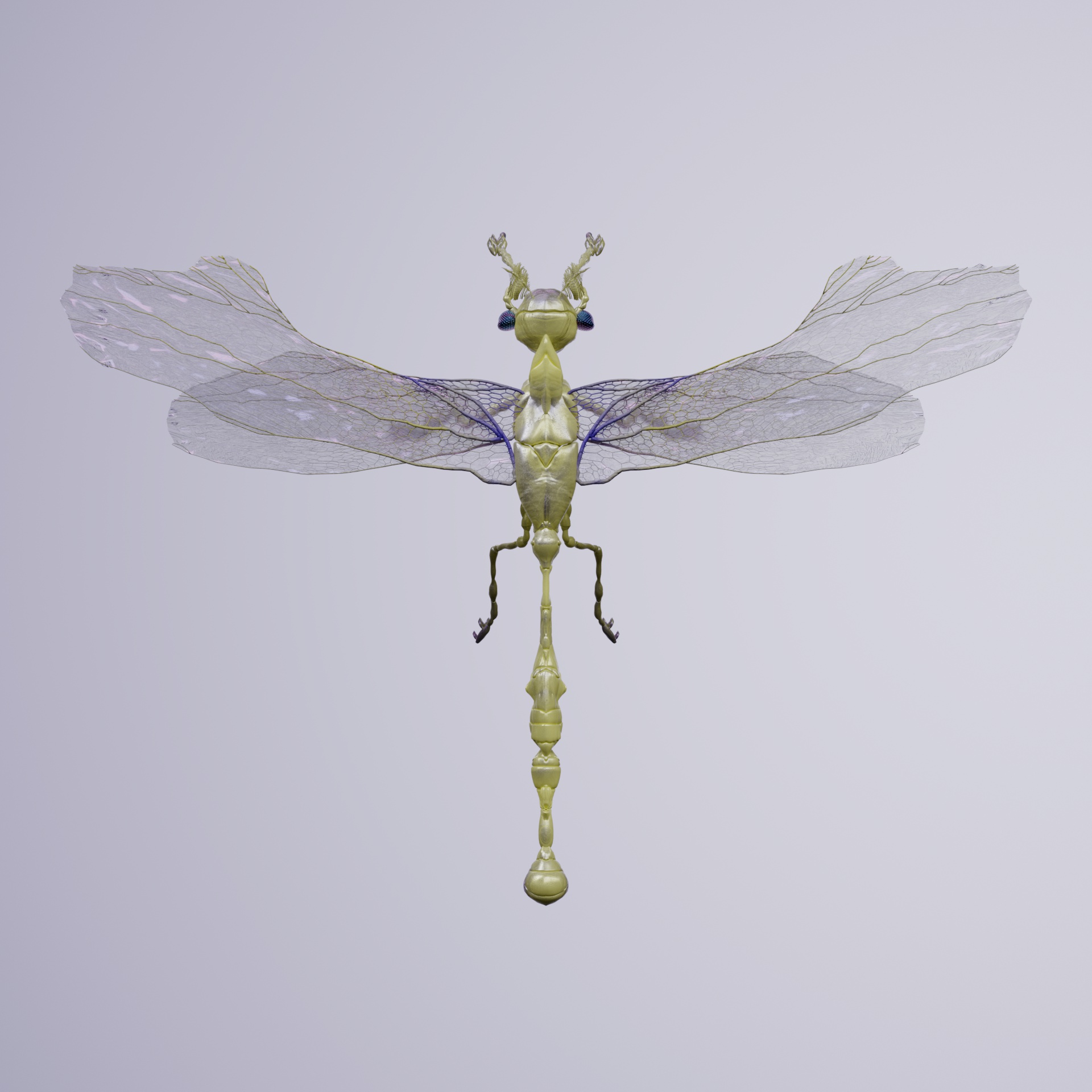 Anisopteraaius scyphanus