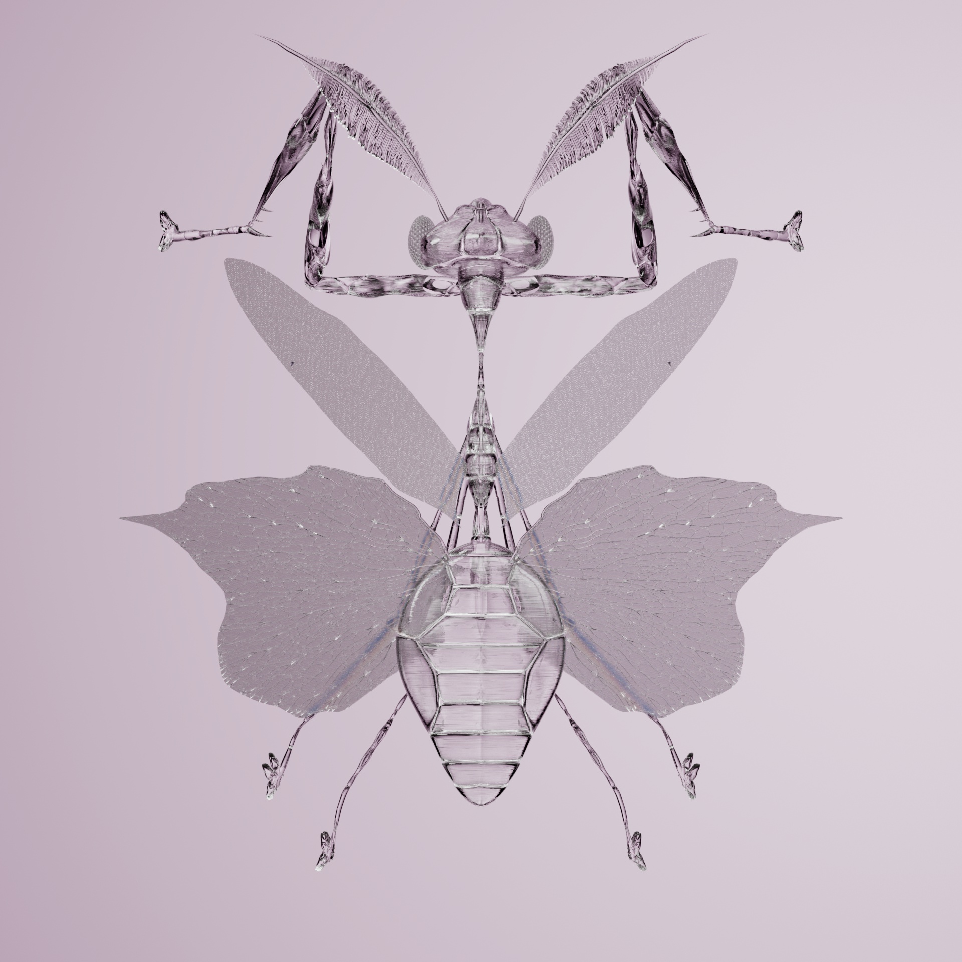 Mantodeapinguis typyurus