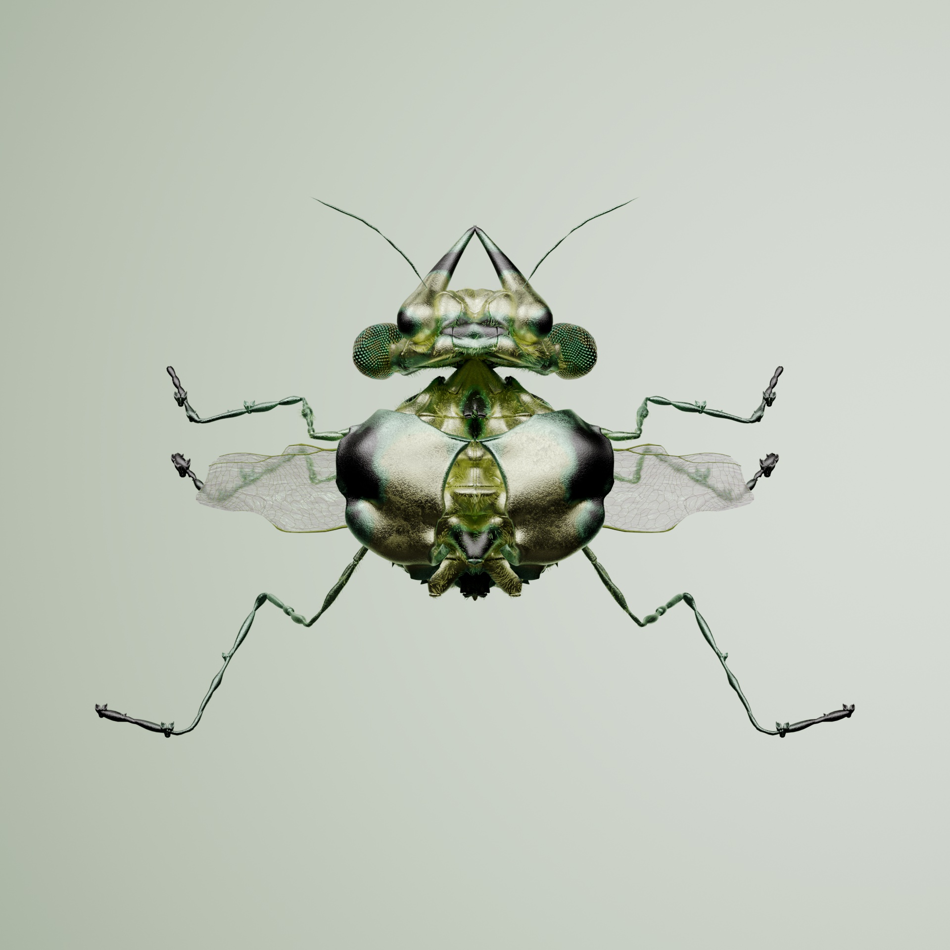 Coleopteraitis fululosa
