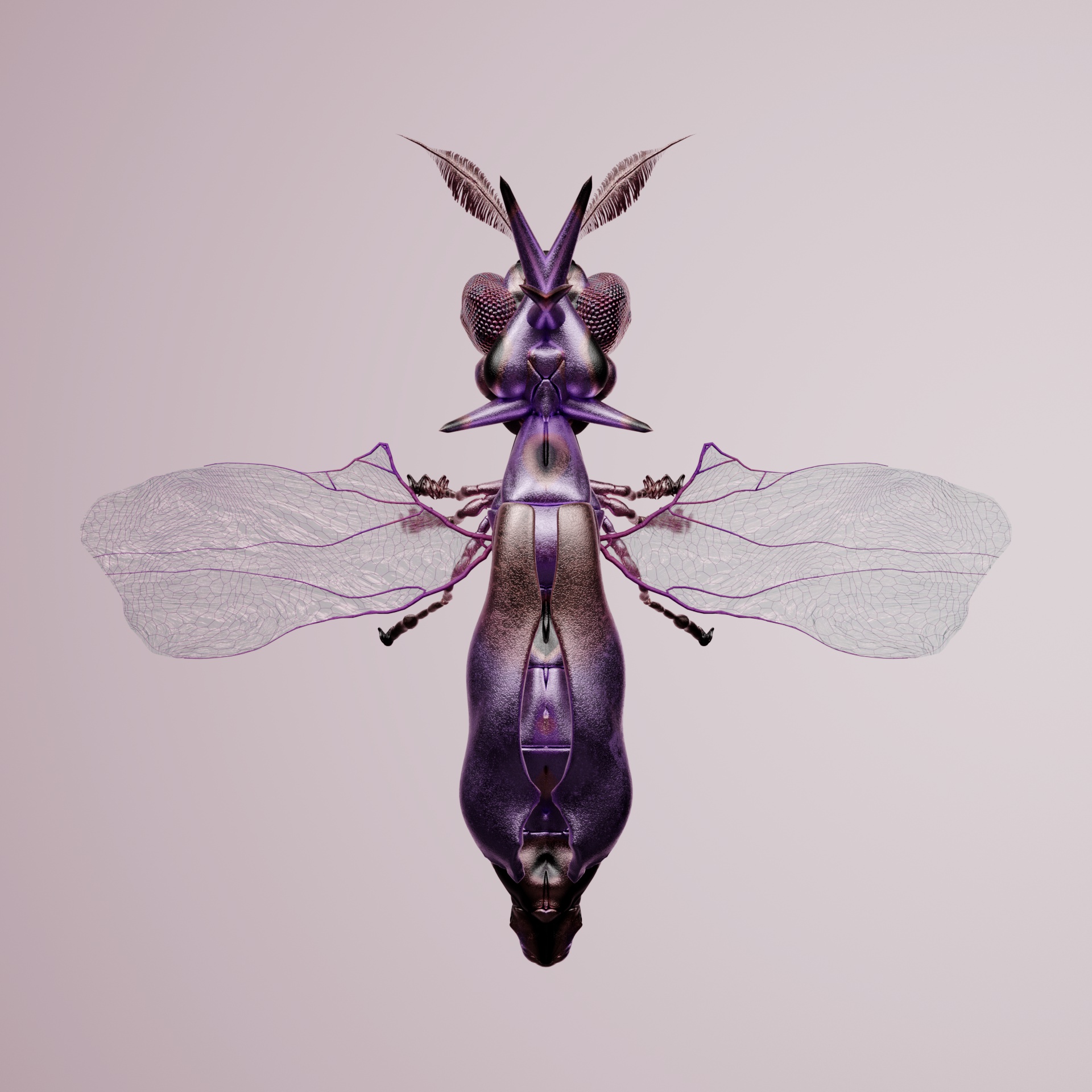 Coleopteraproceritas porcyi