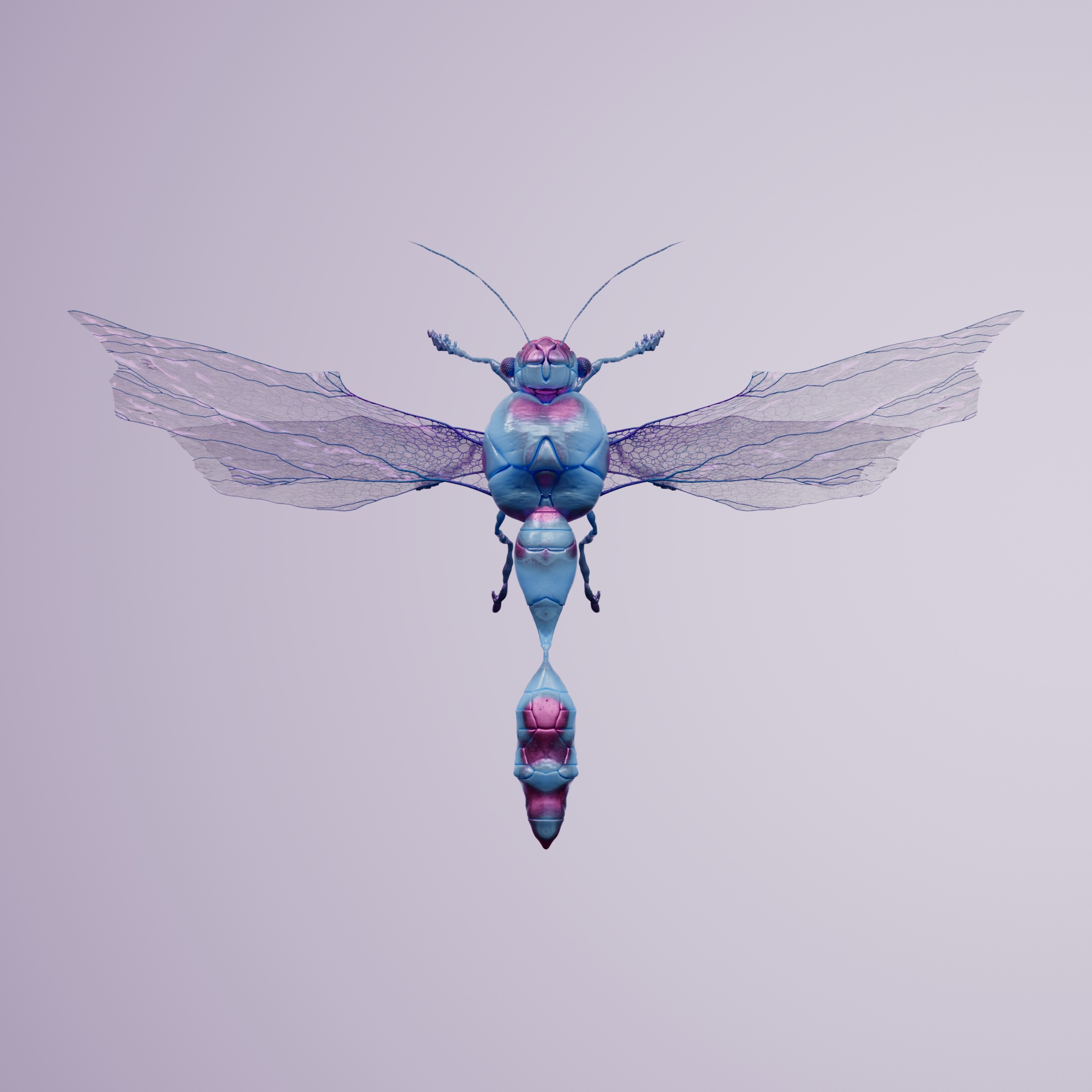 Anisopteravivida alismelia