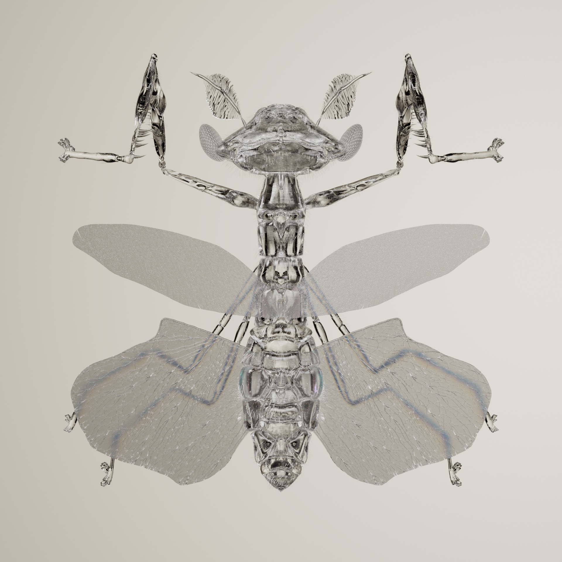 Mantodeaaja crocaeus