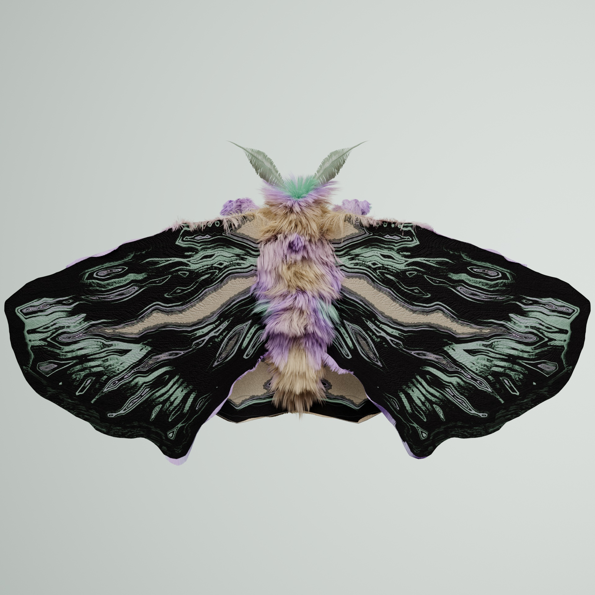 Lepidopteraproceritas herco