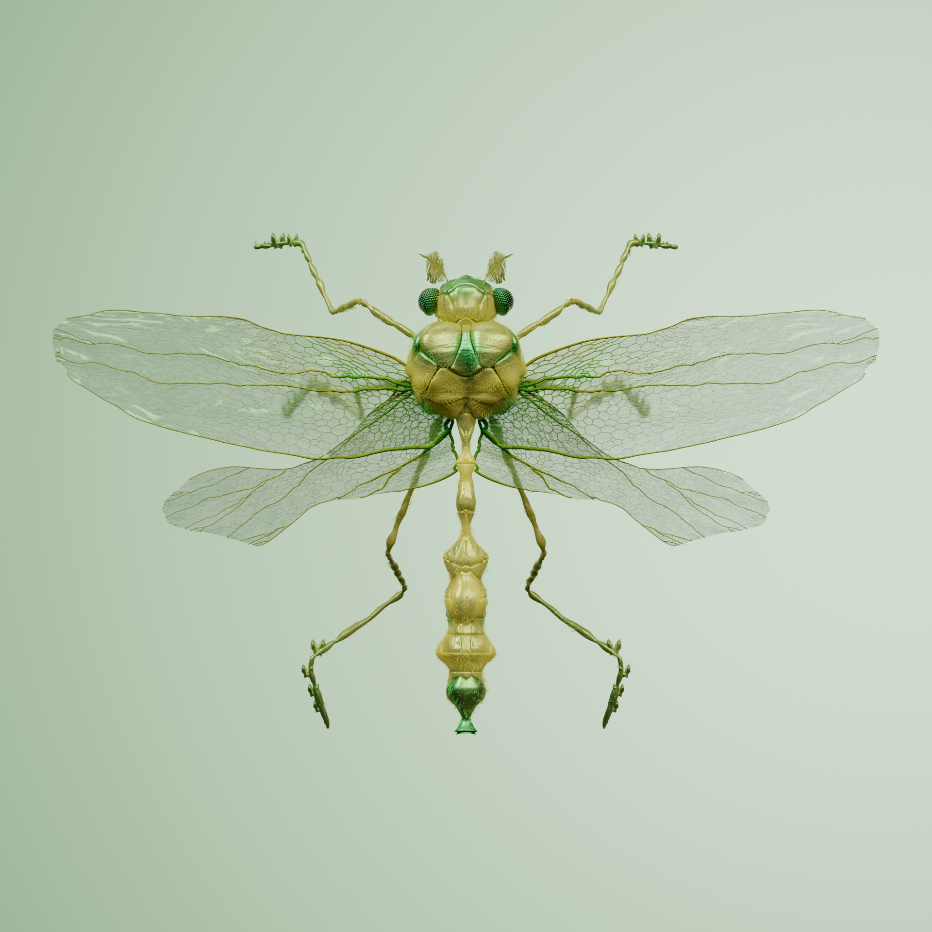 Anisopteraproceritas temporiens