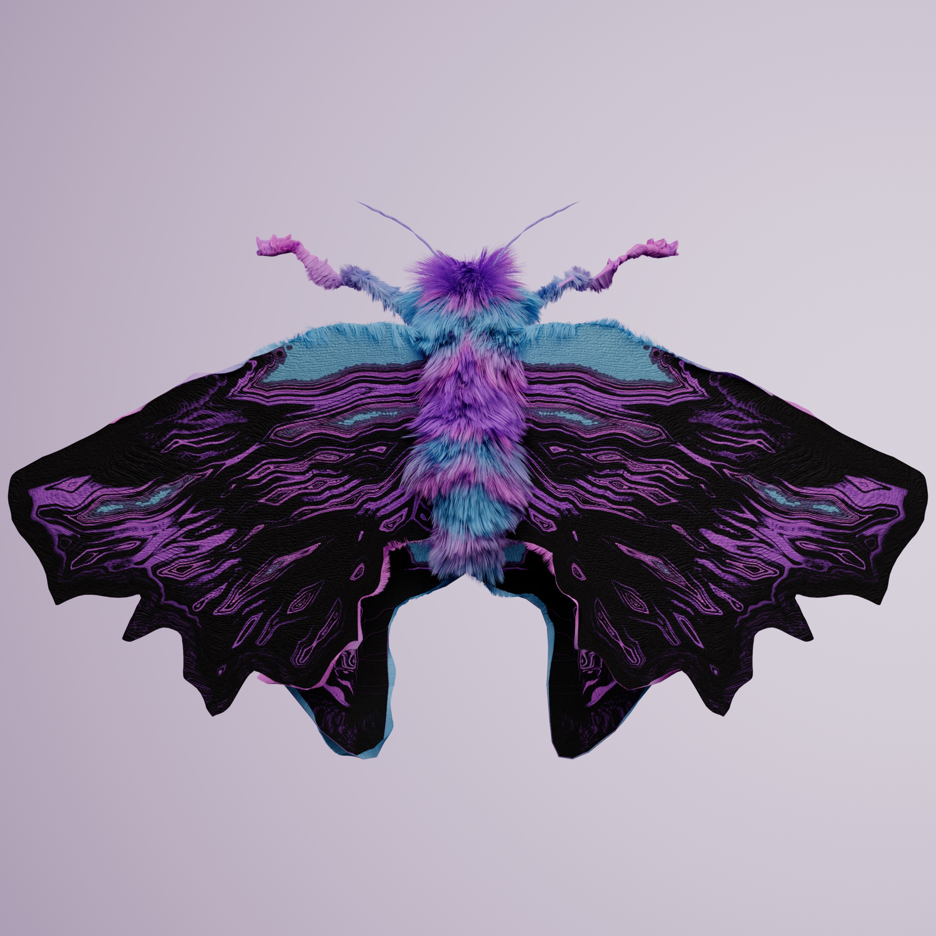 Lepidopteravivida colchiatus