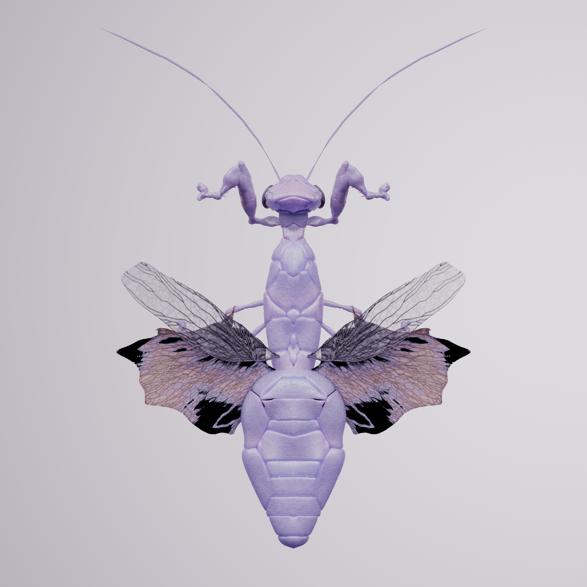 Mantodeapinguis nattea