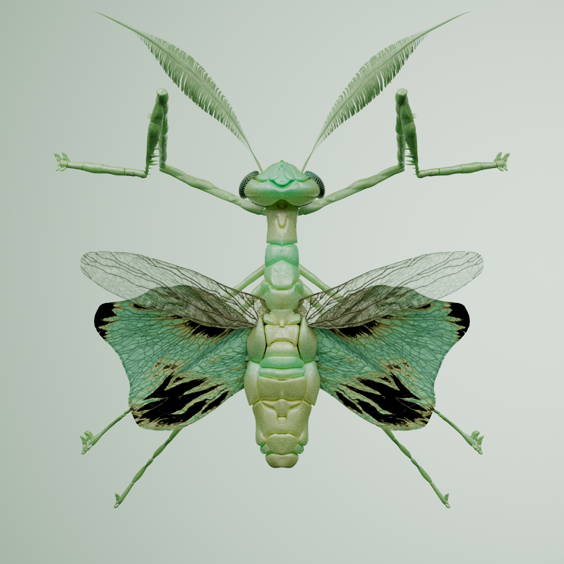 Mantodeavivida carchiculus