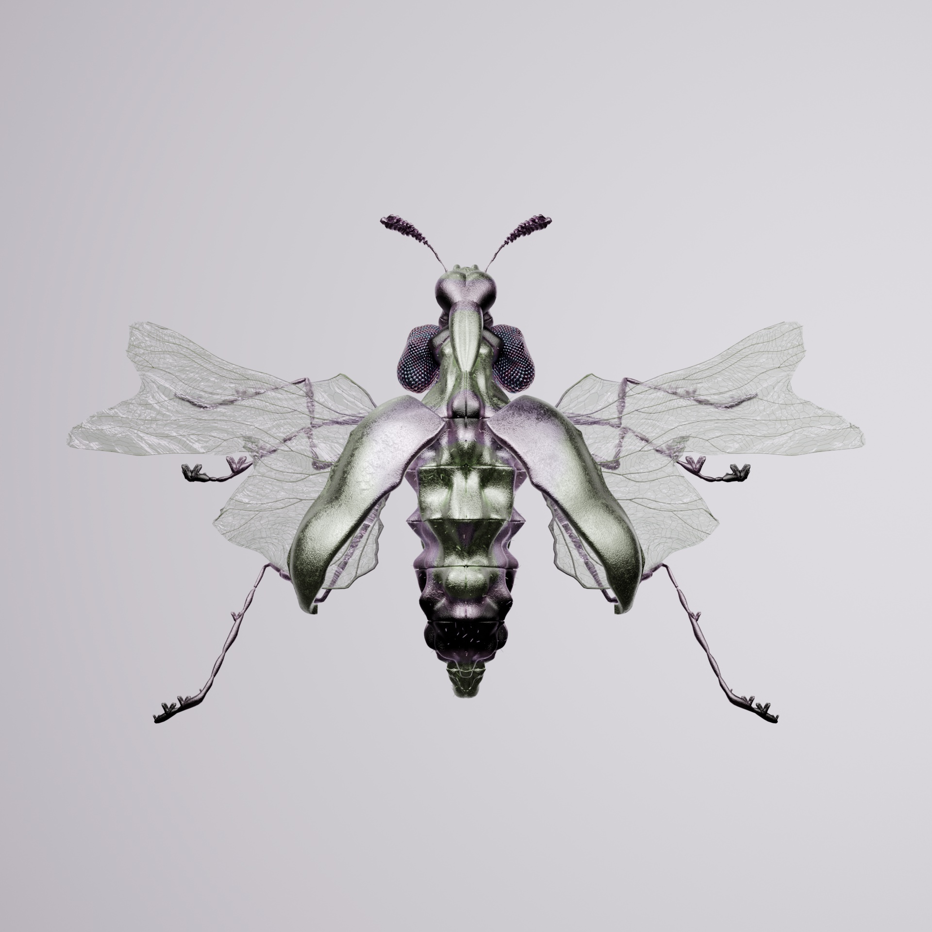 Coleopteraemus imperetti