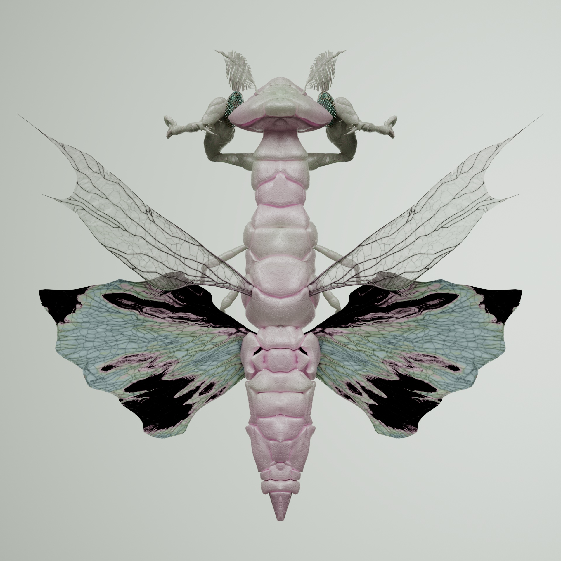 Mantodeaanchiata zygoura