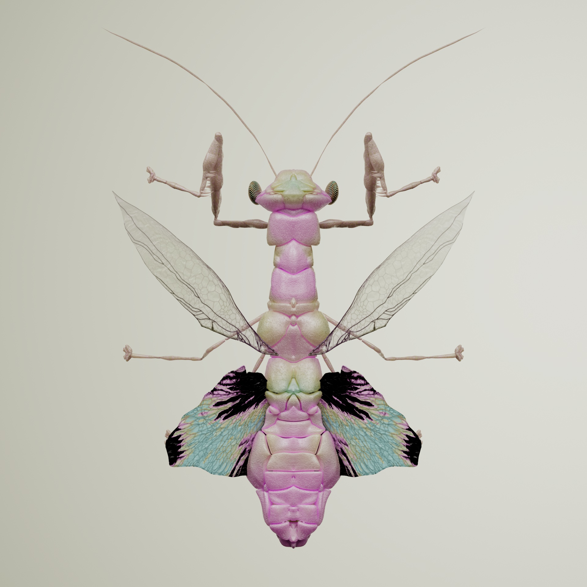 Mantodeapinguis fuliceps