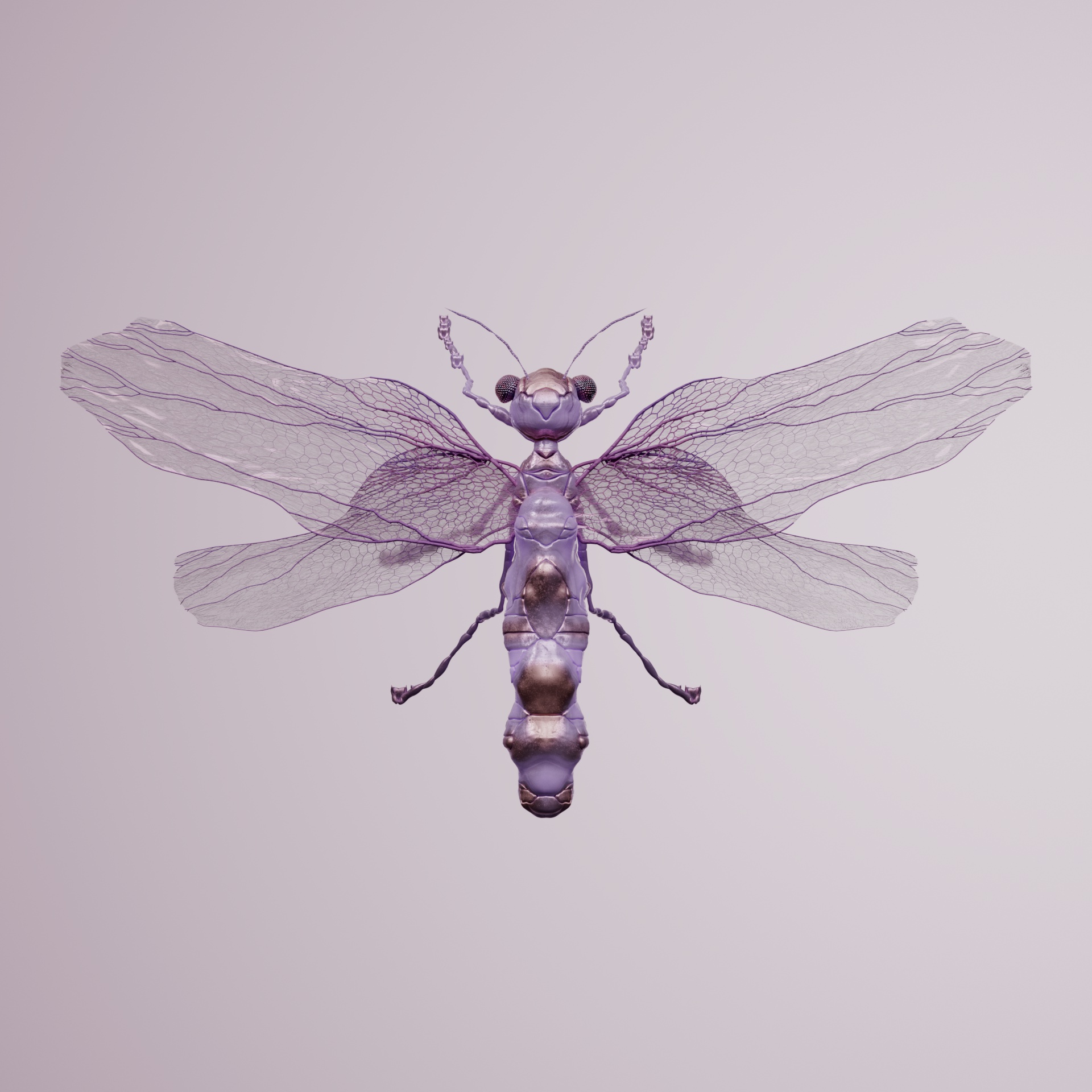 Anisopteraes bisonanus