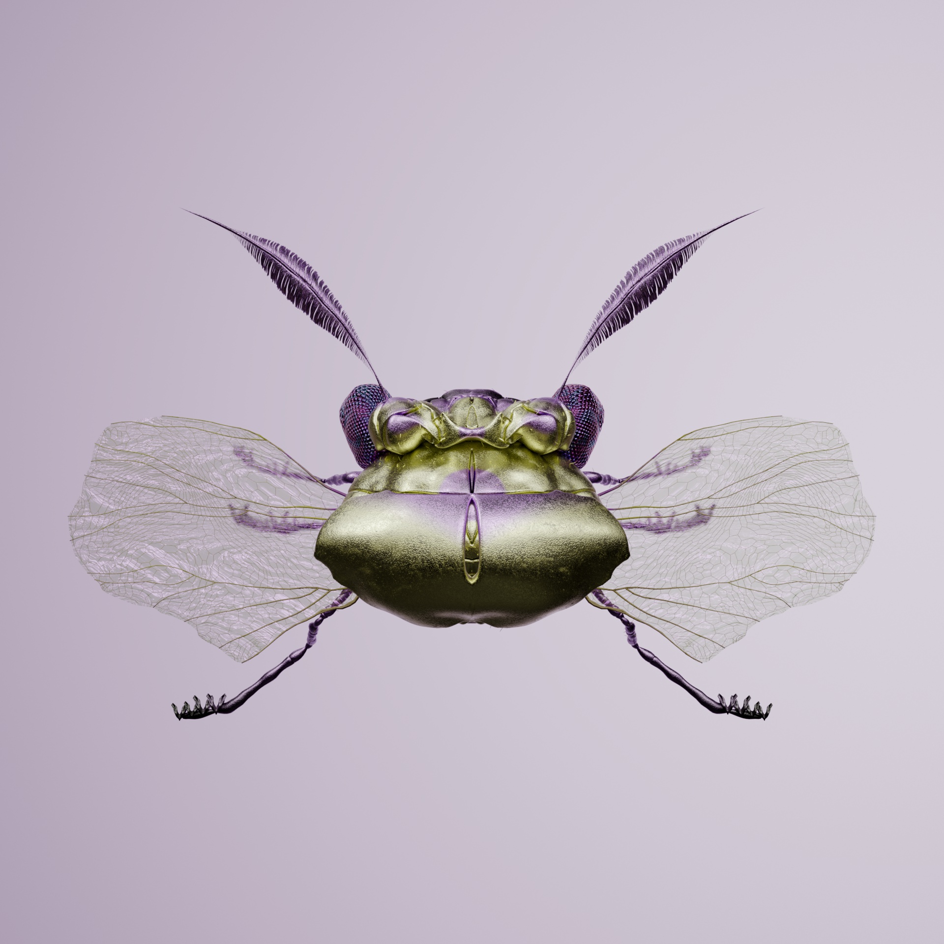Coleopterapinguis volitythrus