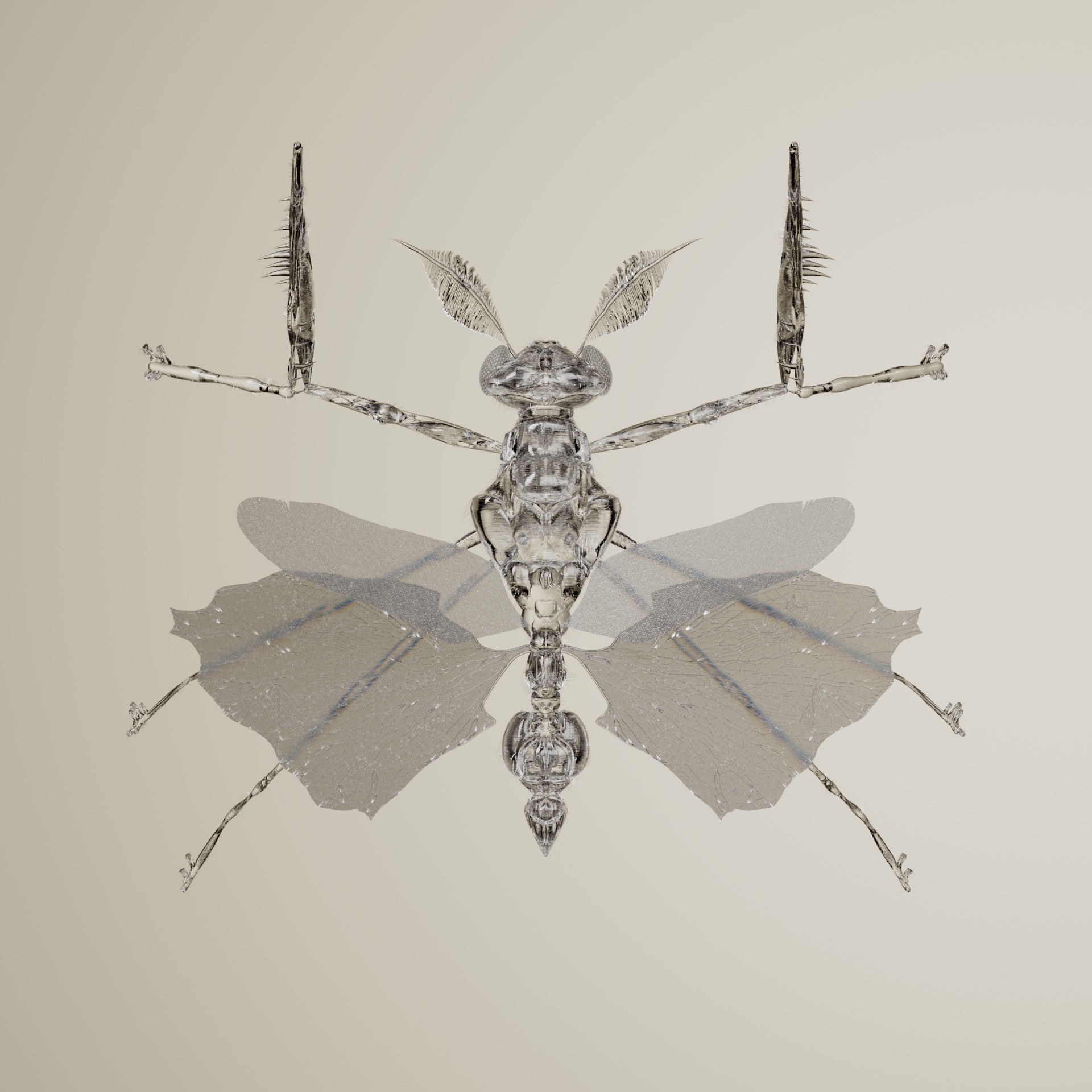 Mantodeaua diphostrata