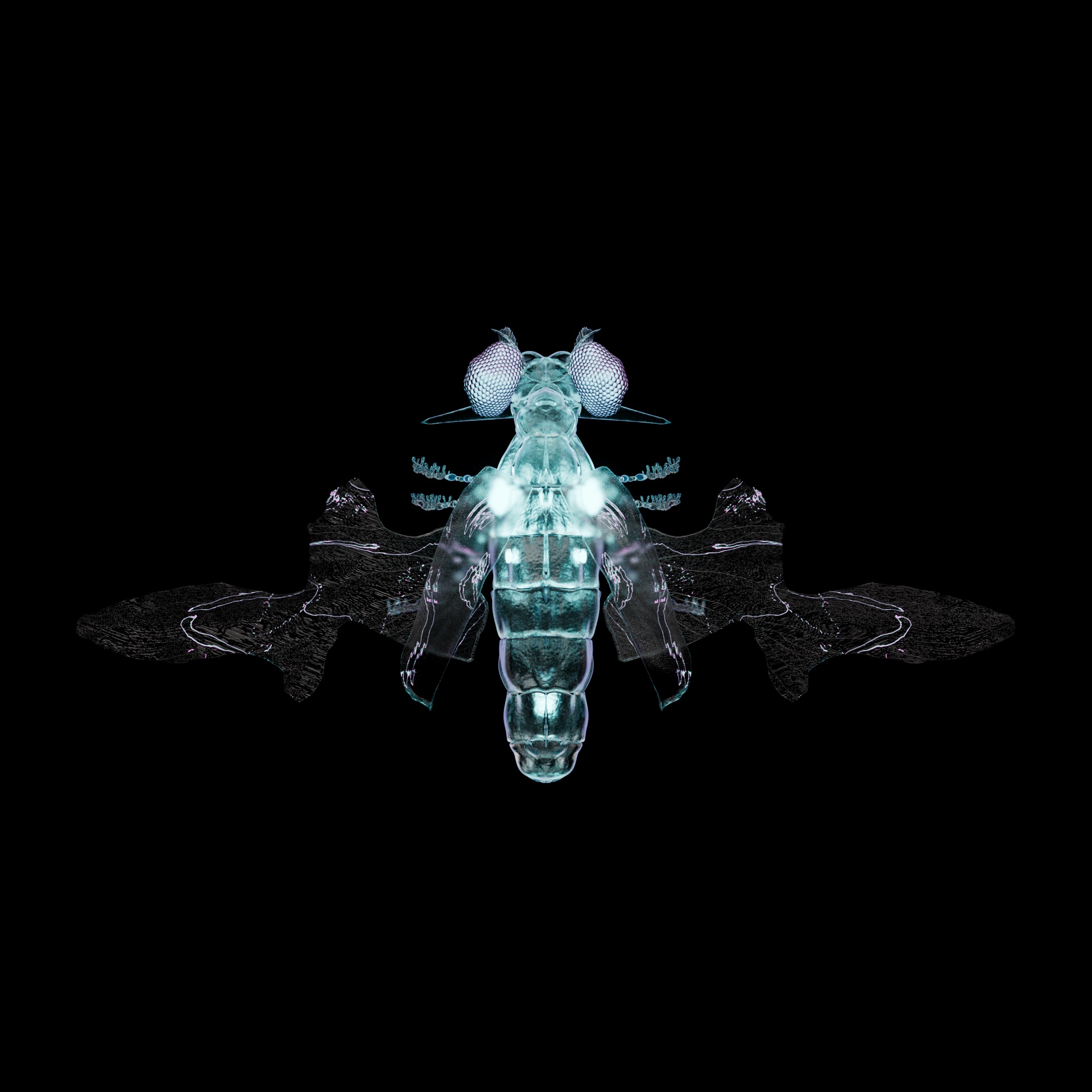 Coleopteraproceritas guianinea