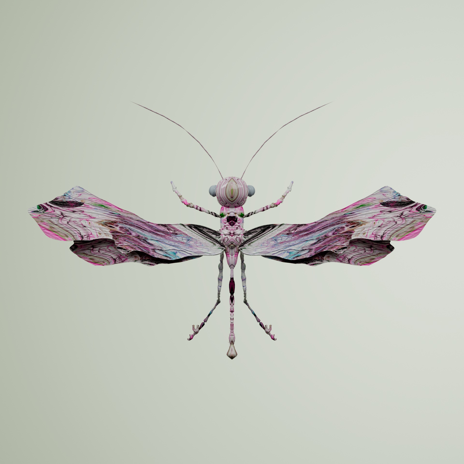 Anisopteravivida latrephalus