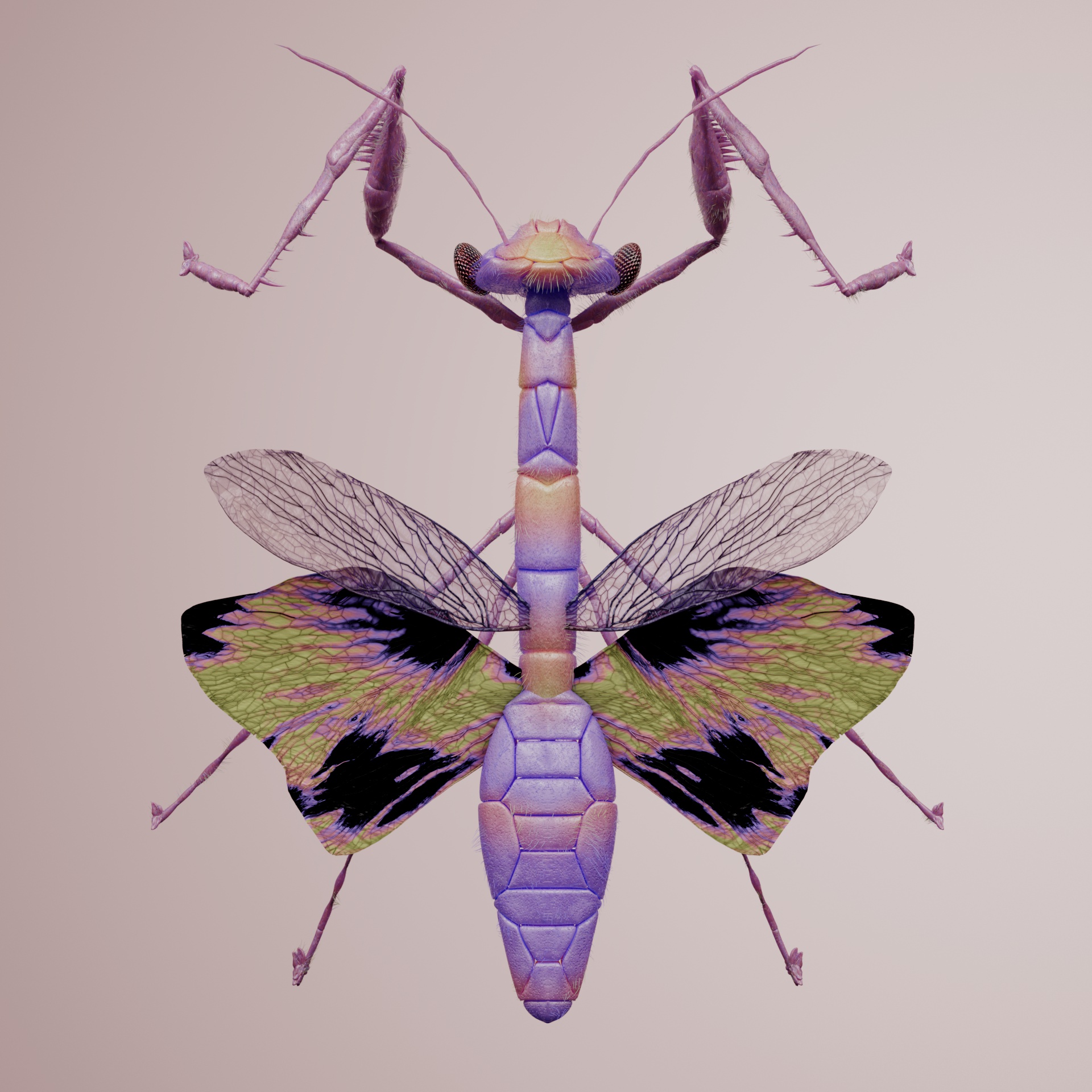 Mantodeaomorpha delicas