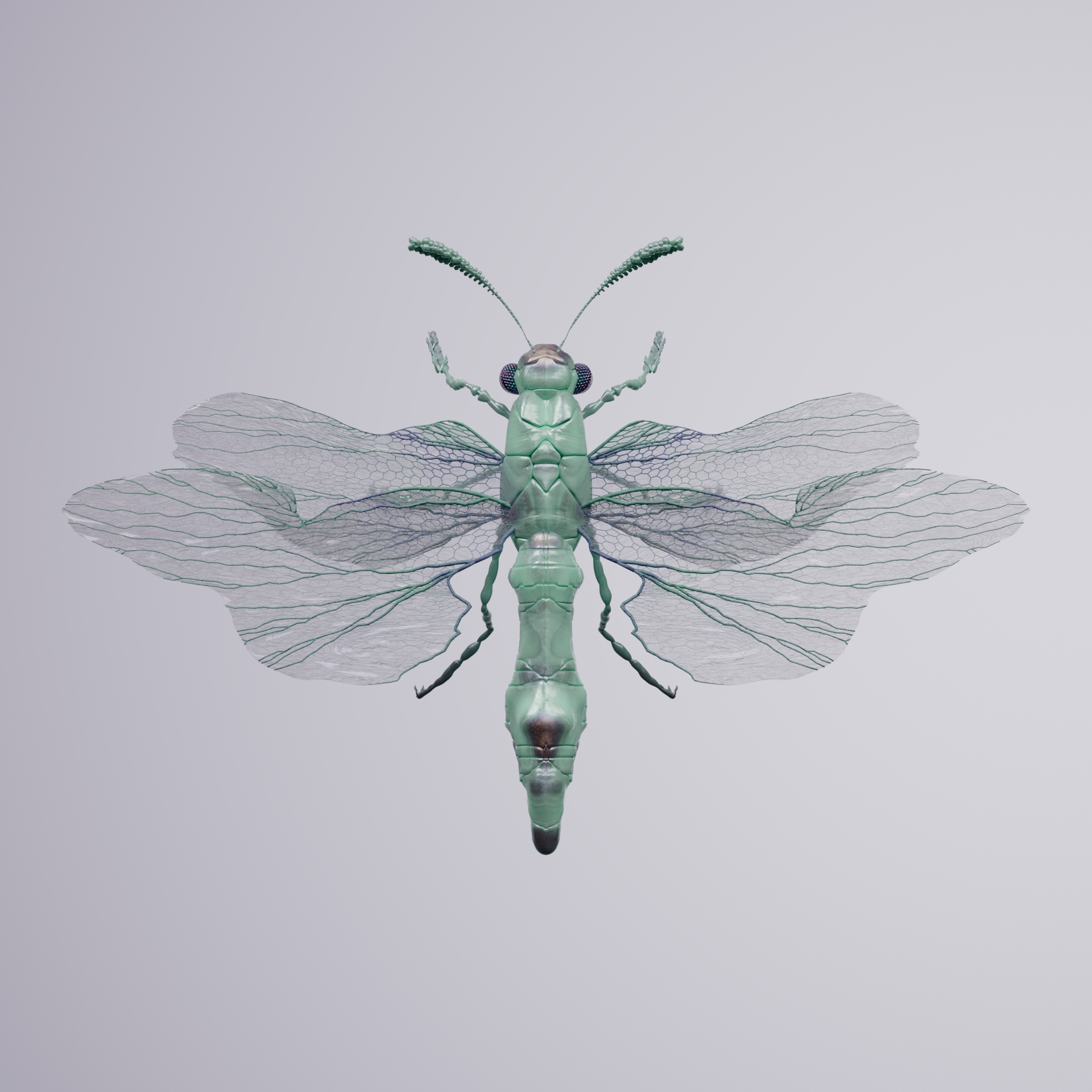 Anisopteraaenidae catesbectum