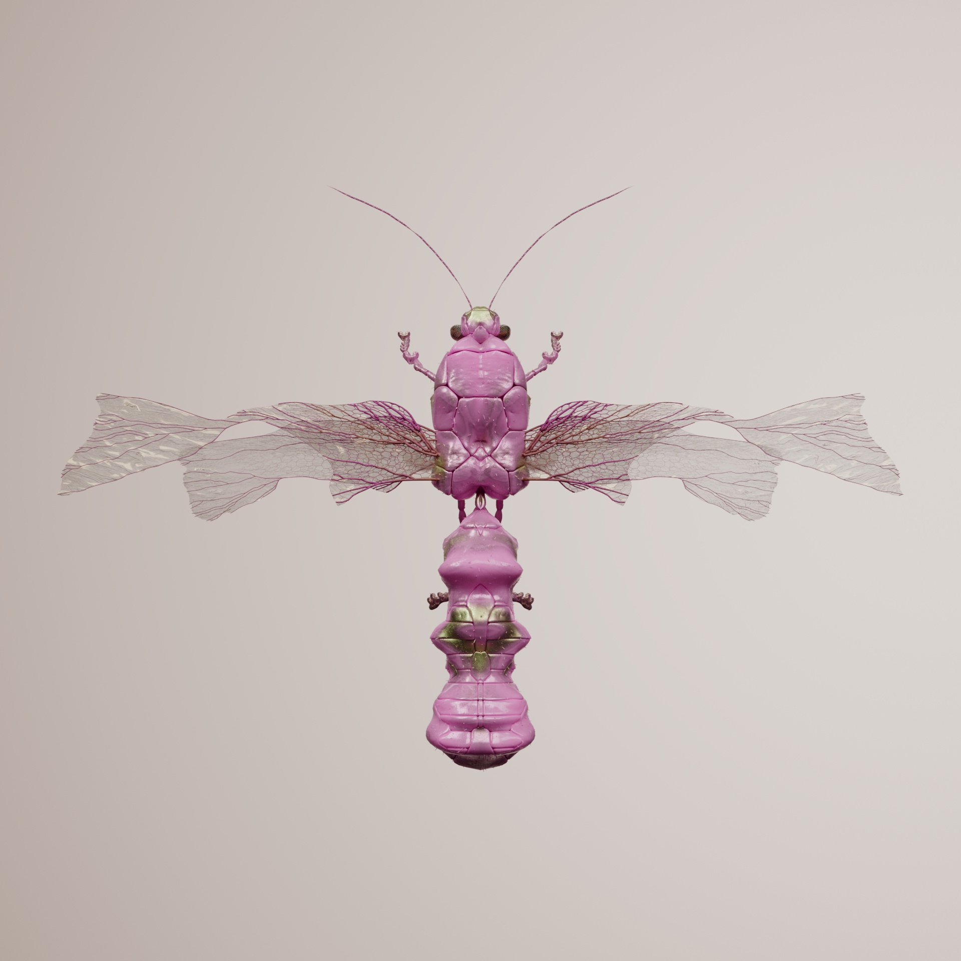 Anisopteracerritulus tajilis
