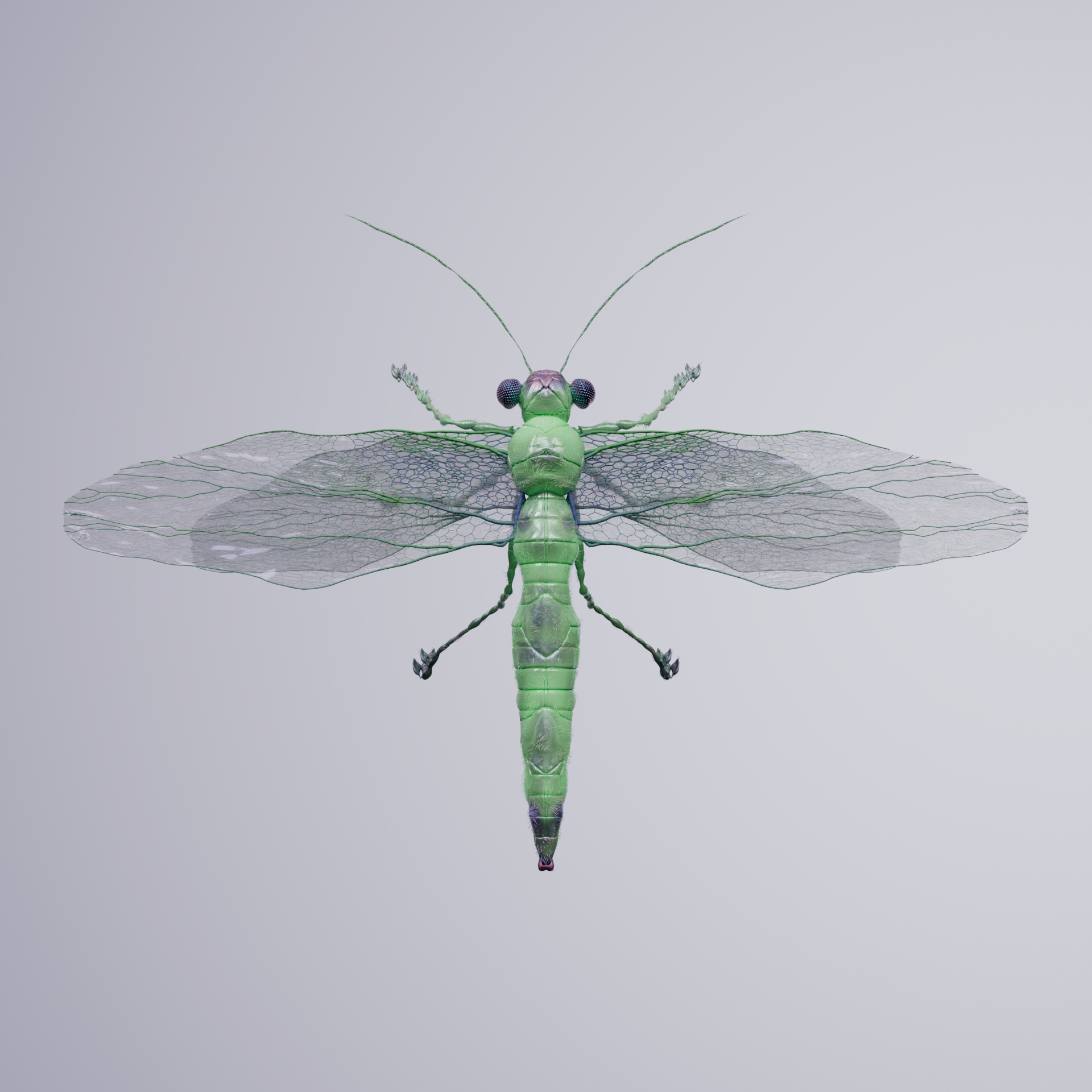 Anisopteraproceritas maculiculus