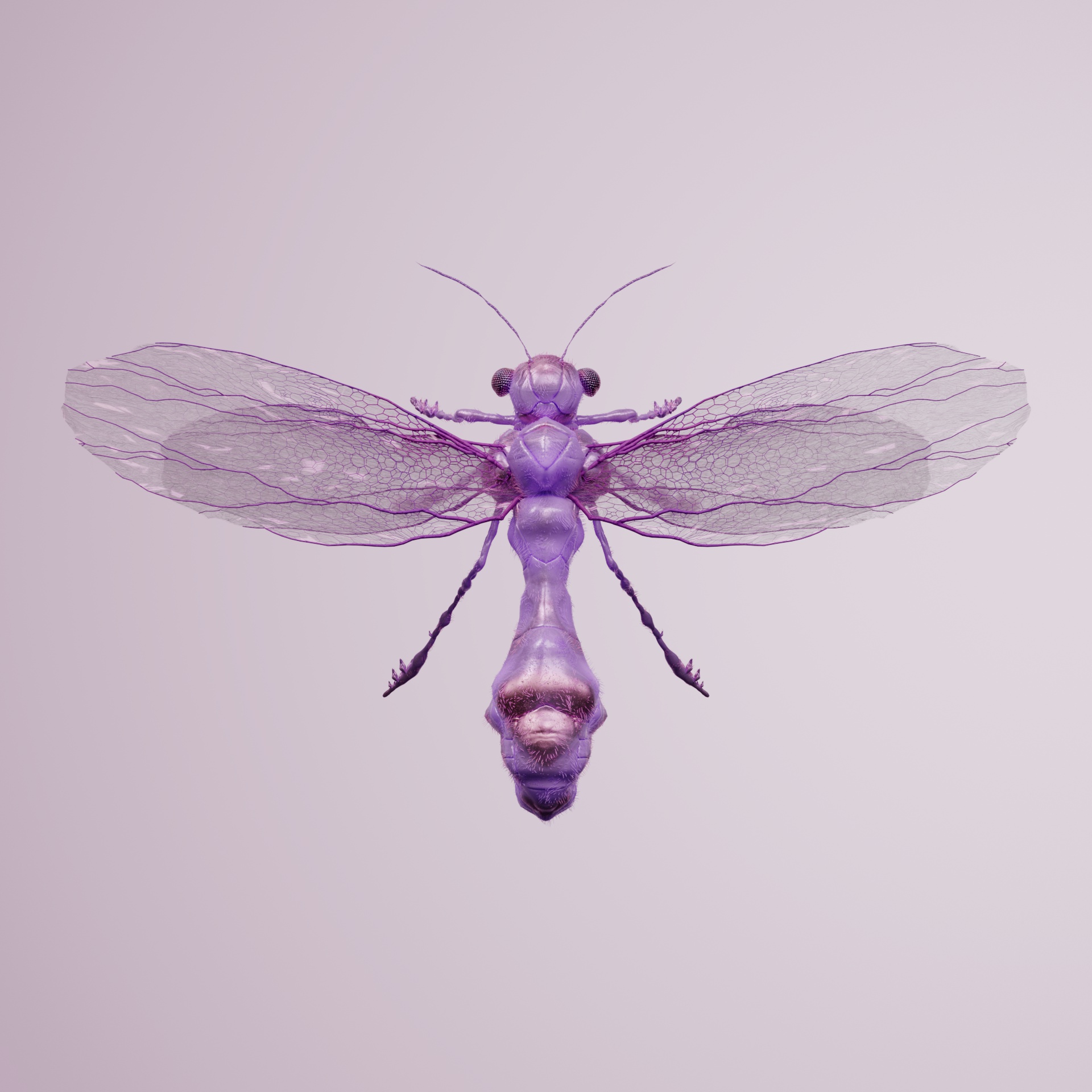 Anisopteraela suspectum