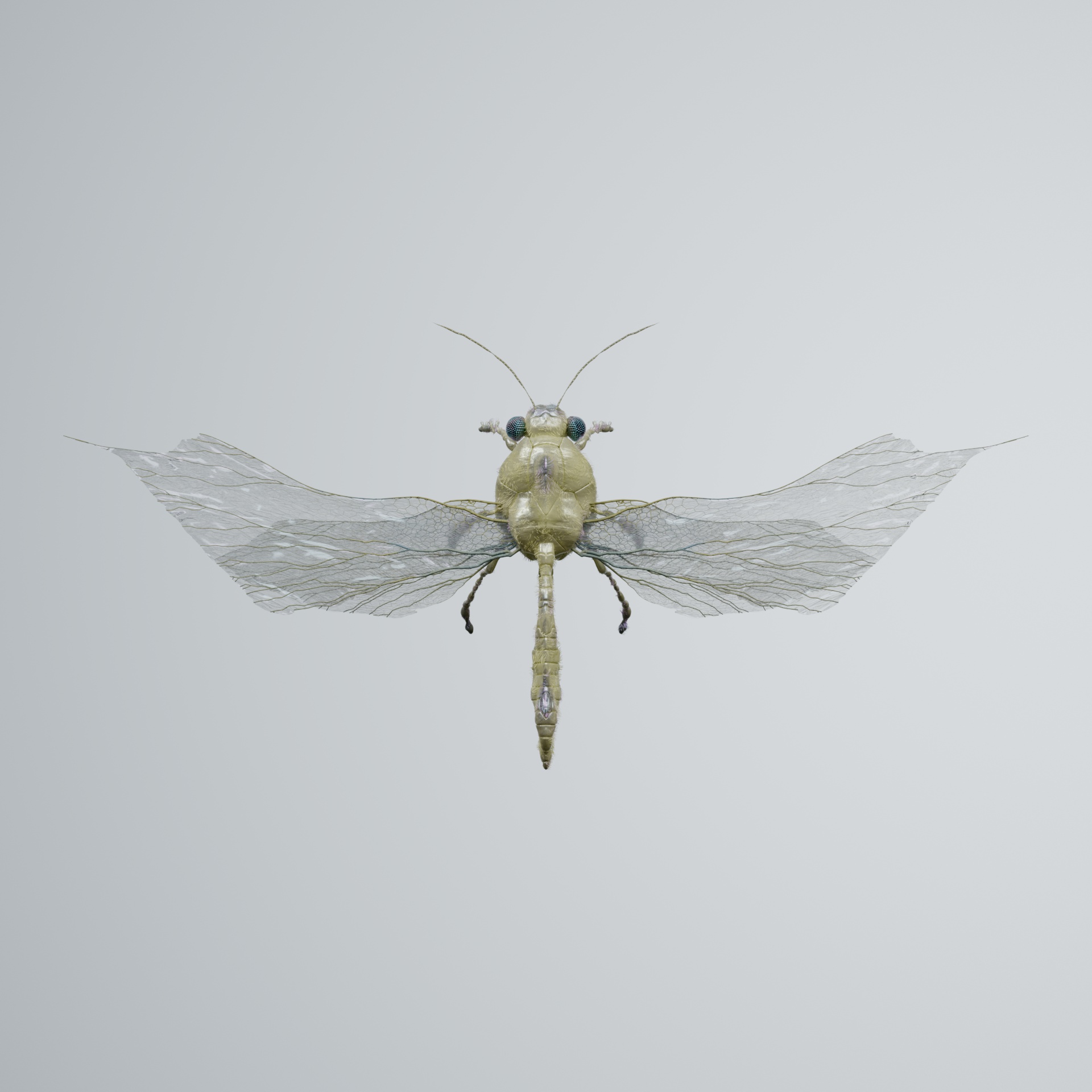 Anisopterapinguis splenderi