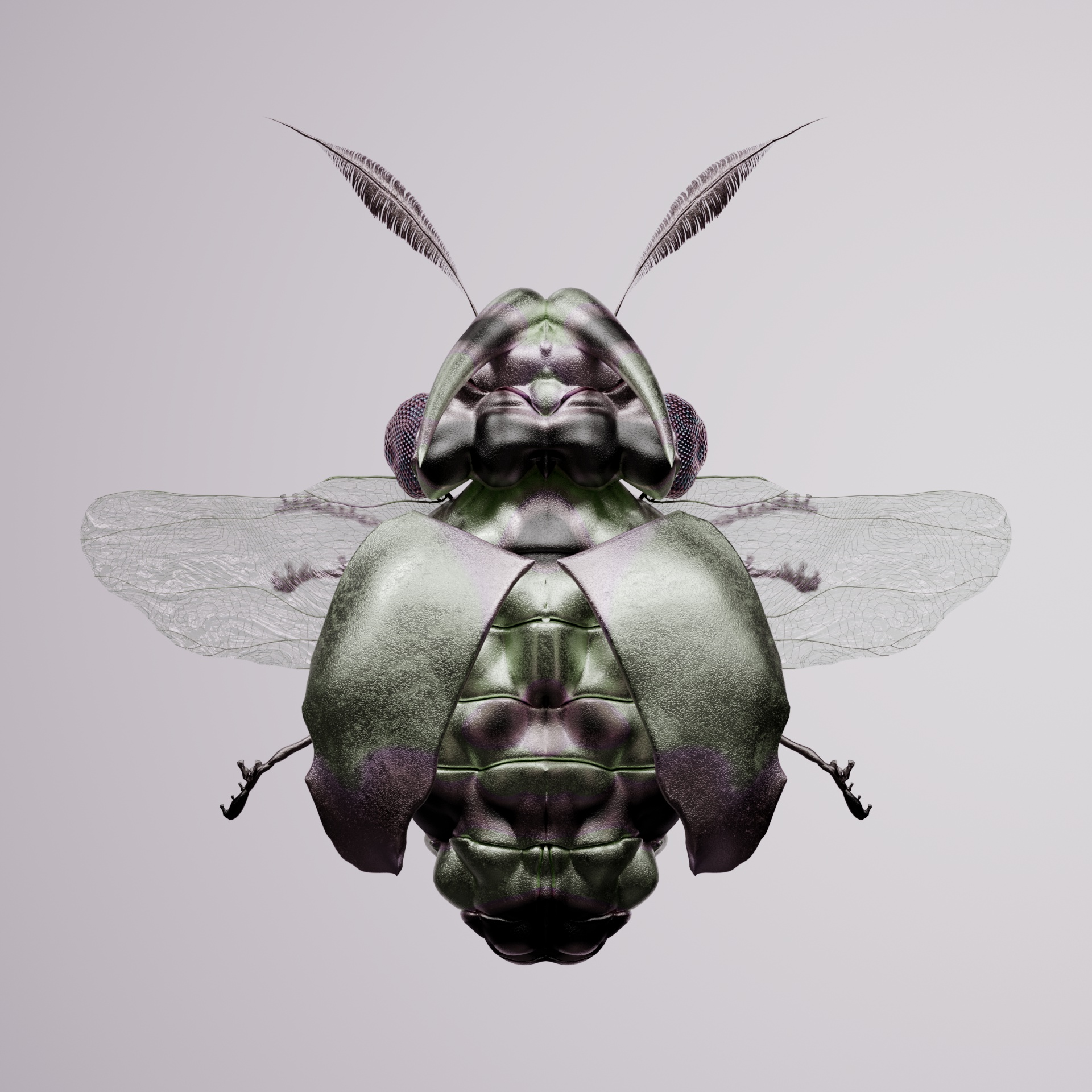 Coleopterapinguis liberiscus