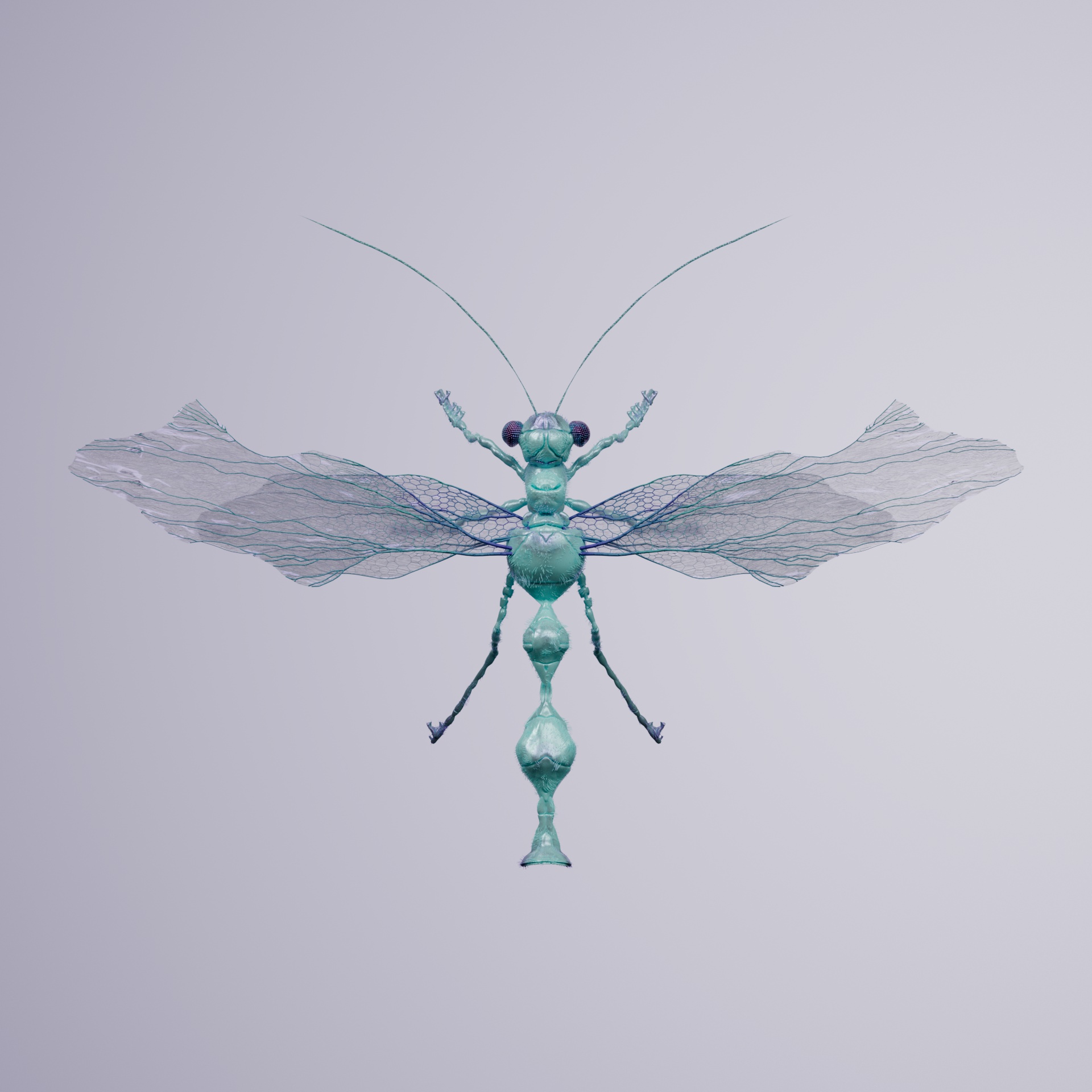 Anisopteraproceritas temporiol
