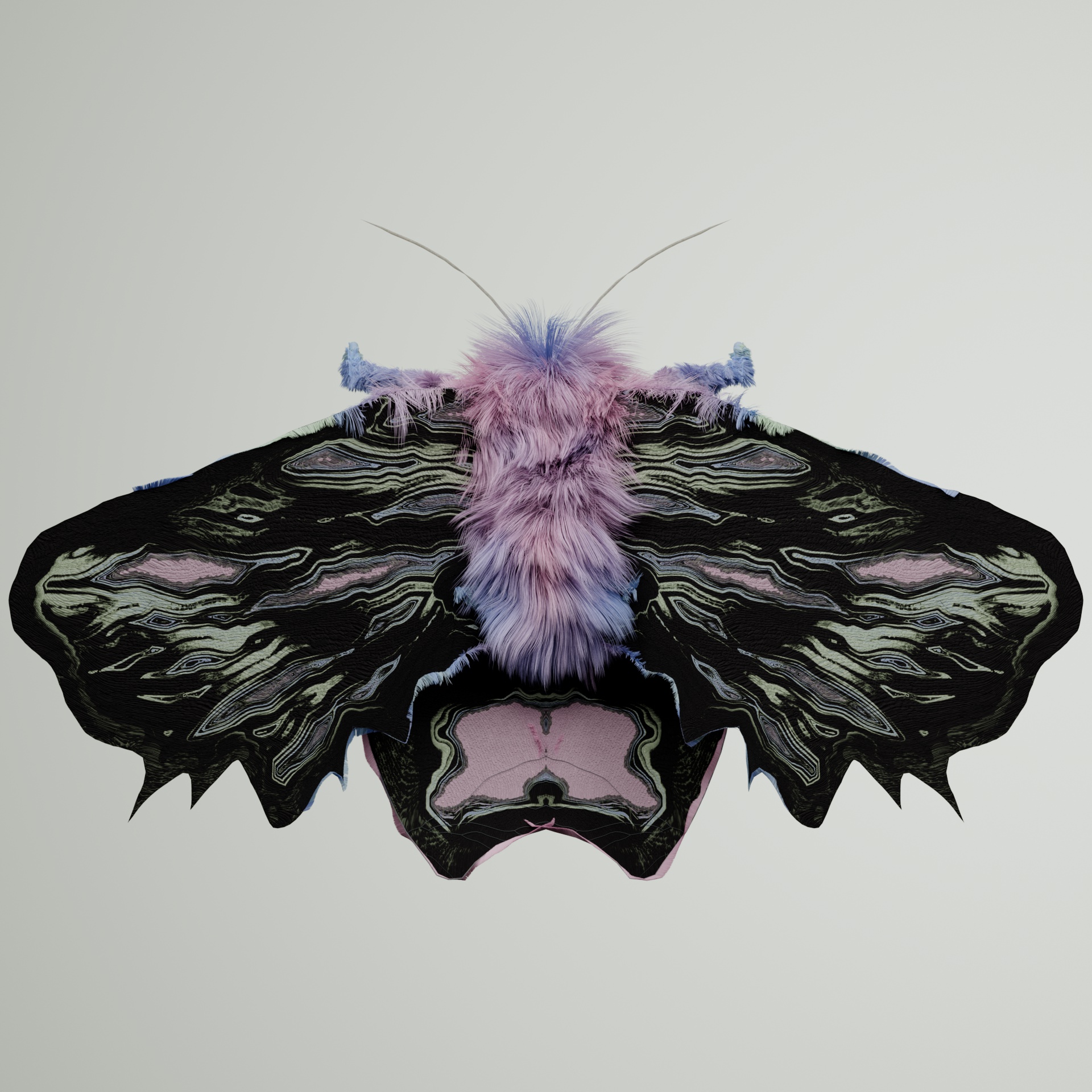 Lepidopteraelone dromedularis
