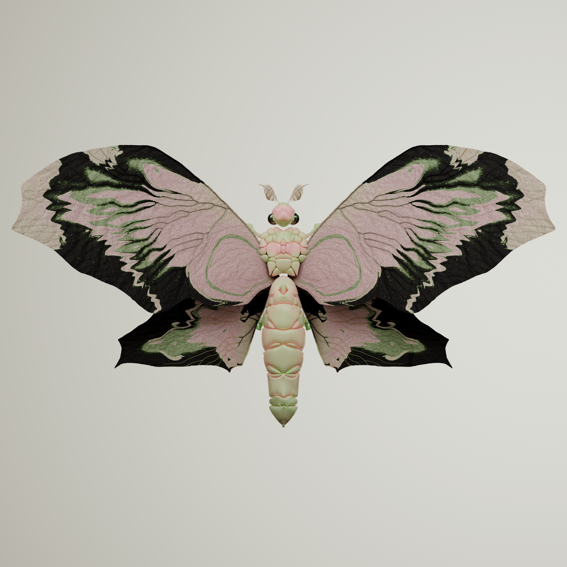 Rhopaloceraproceritas platyrhenteus
