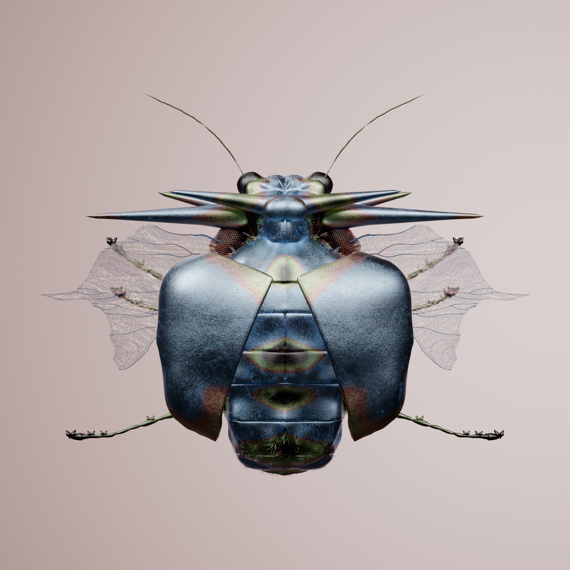 Coleopterapinguis laevereri