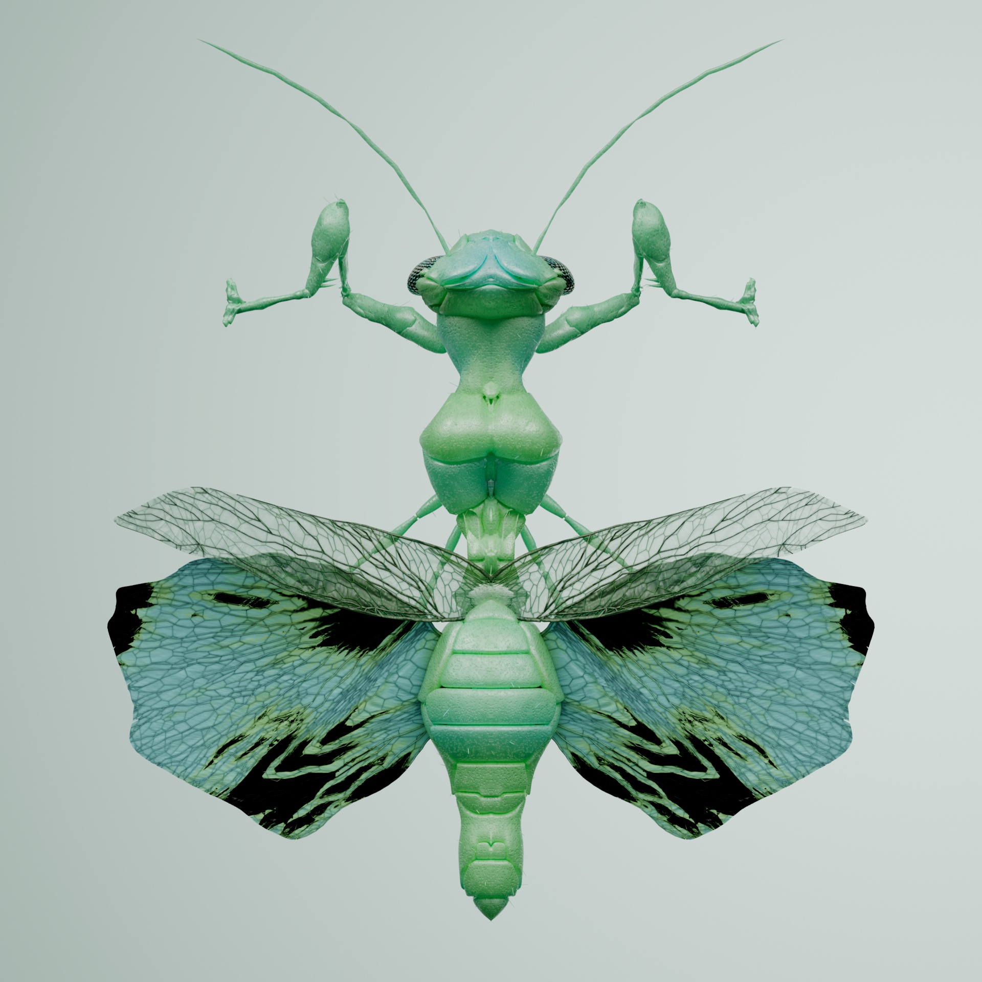 Mantodeacerritulus sapicha