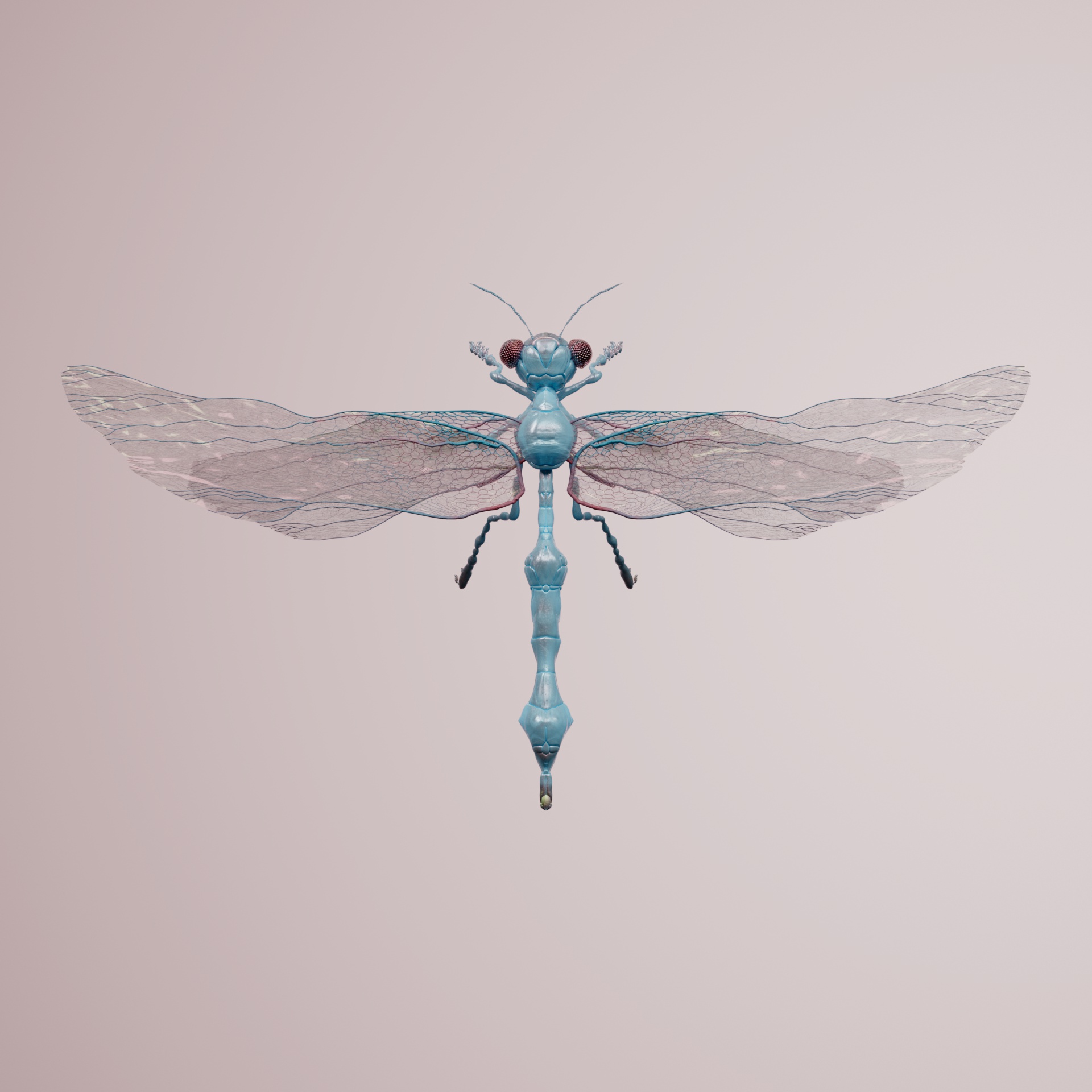 Anisopteraproceritas fragarum