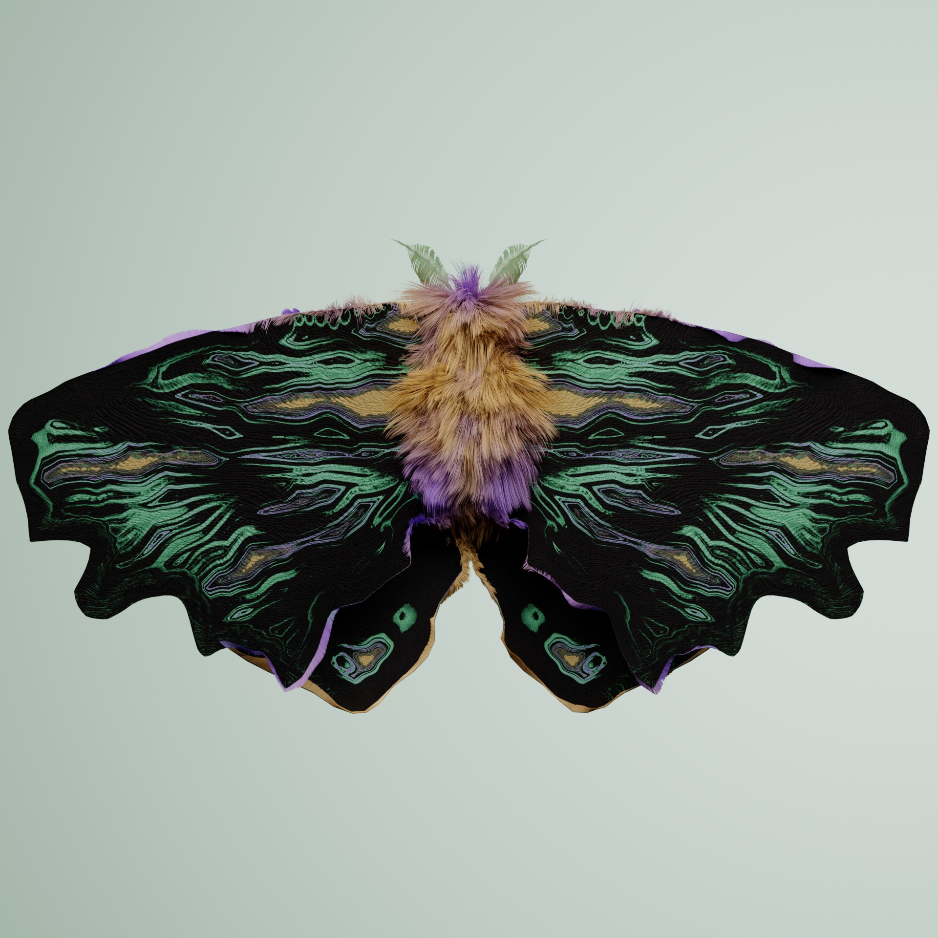 Lepidopteraatidae chrysanicus
