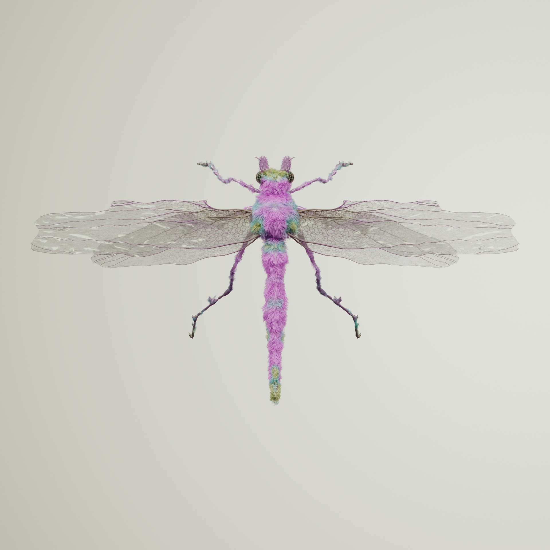 Anisopteraproceritas forstarinia