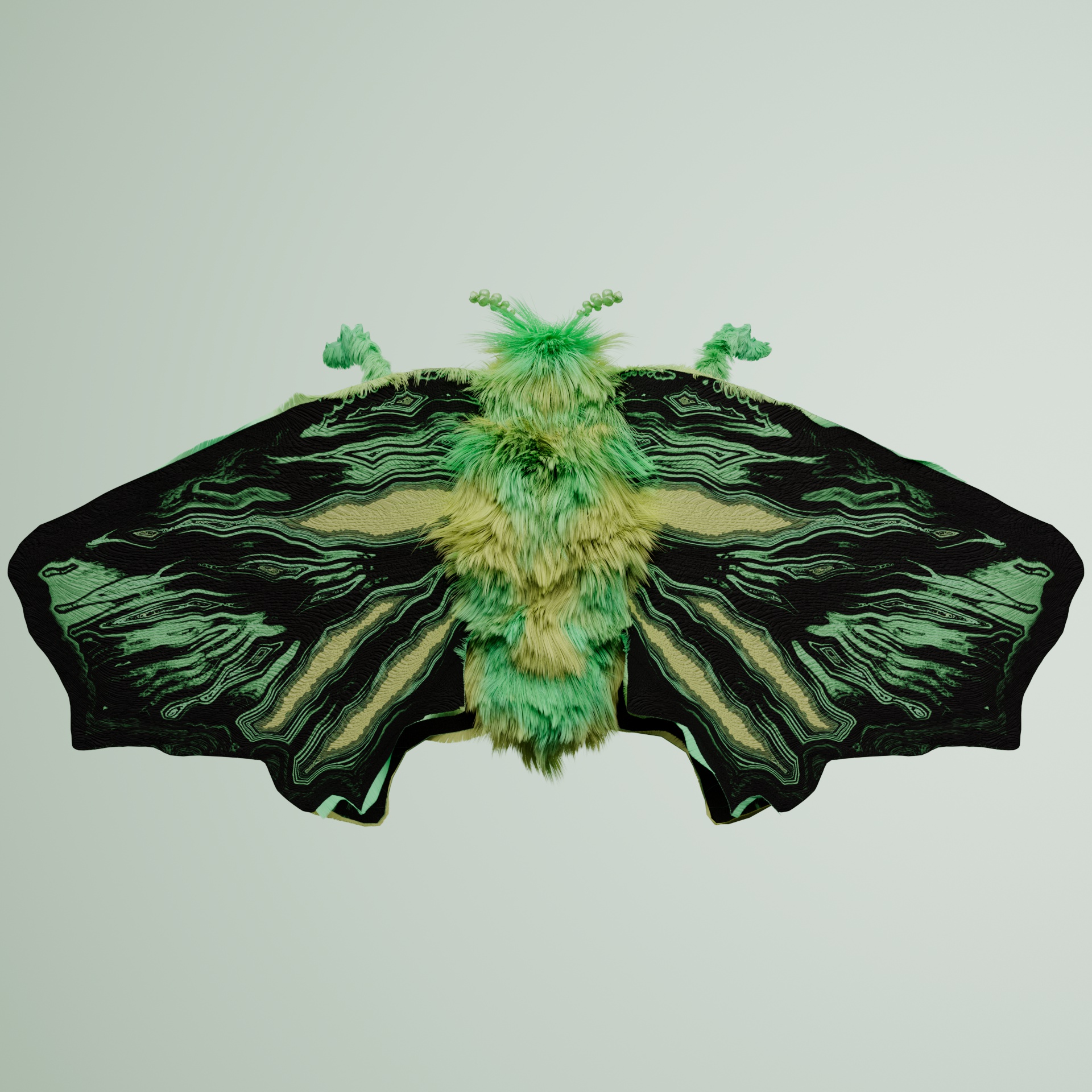 Lepidopterapinguis fulgaticus